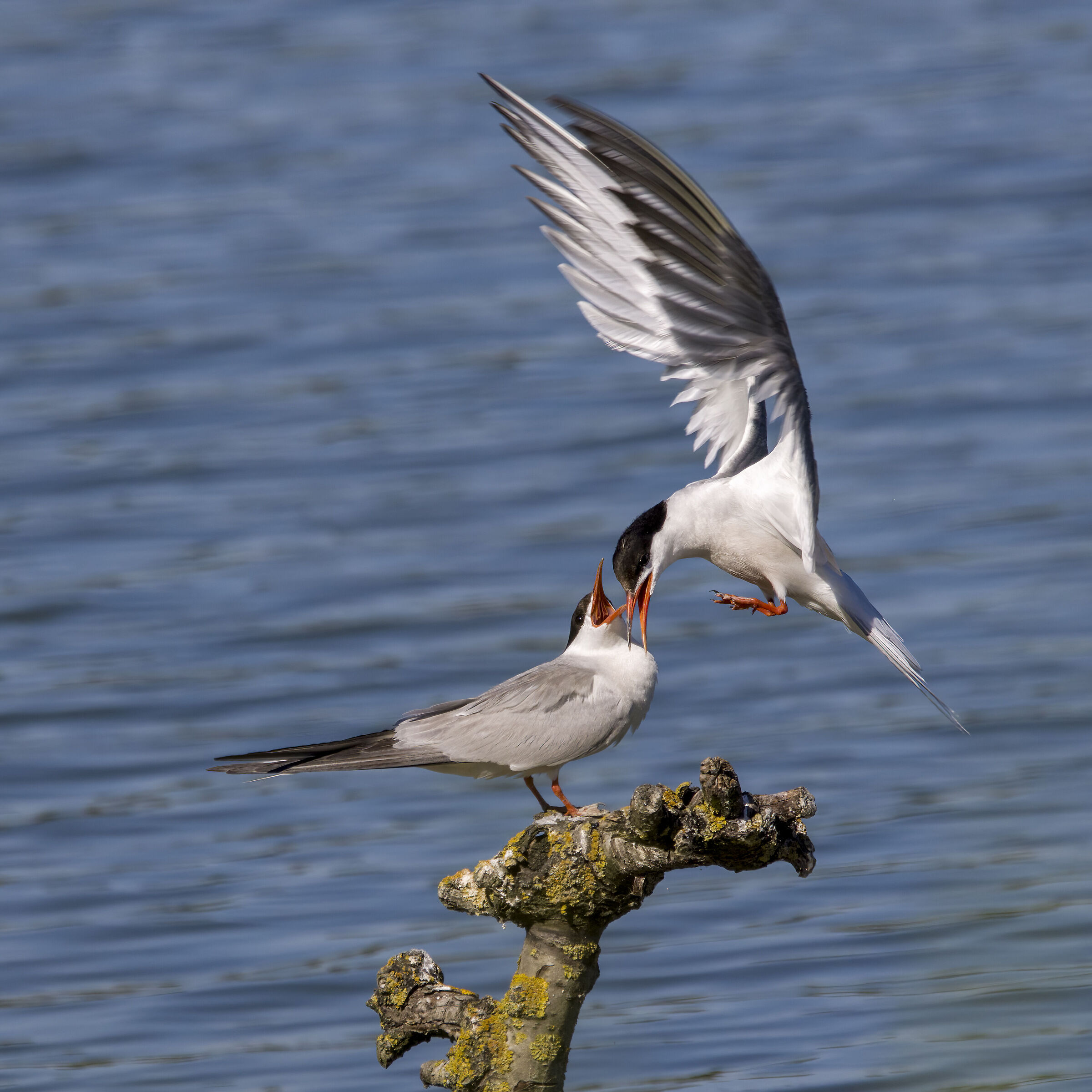 Sterna Hirundo