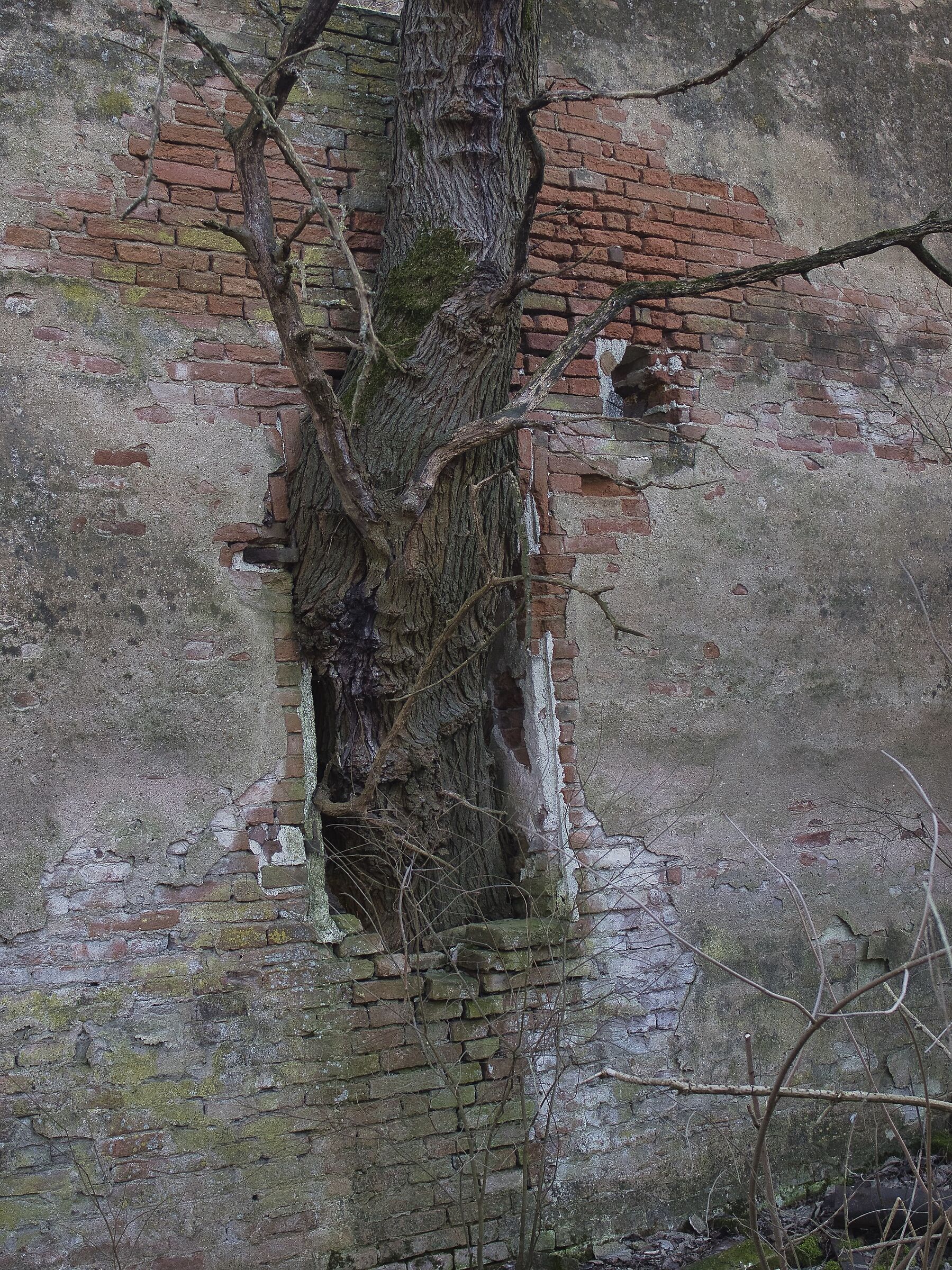 La natura si riprende lo spazio