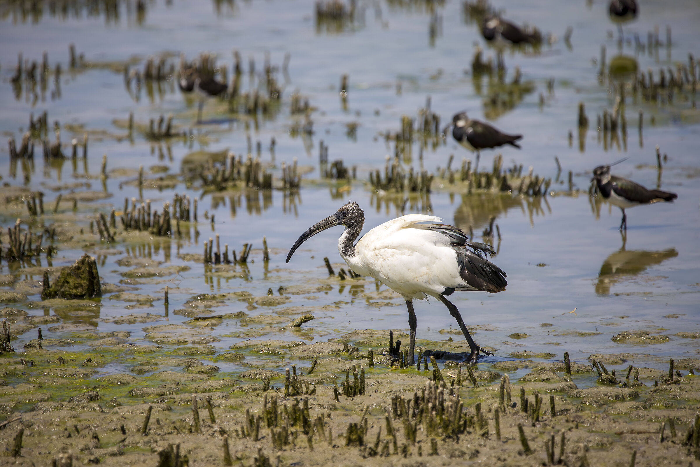 ibis sacro