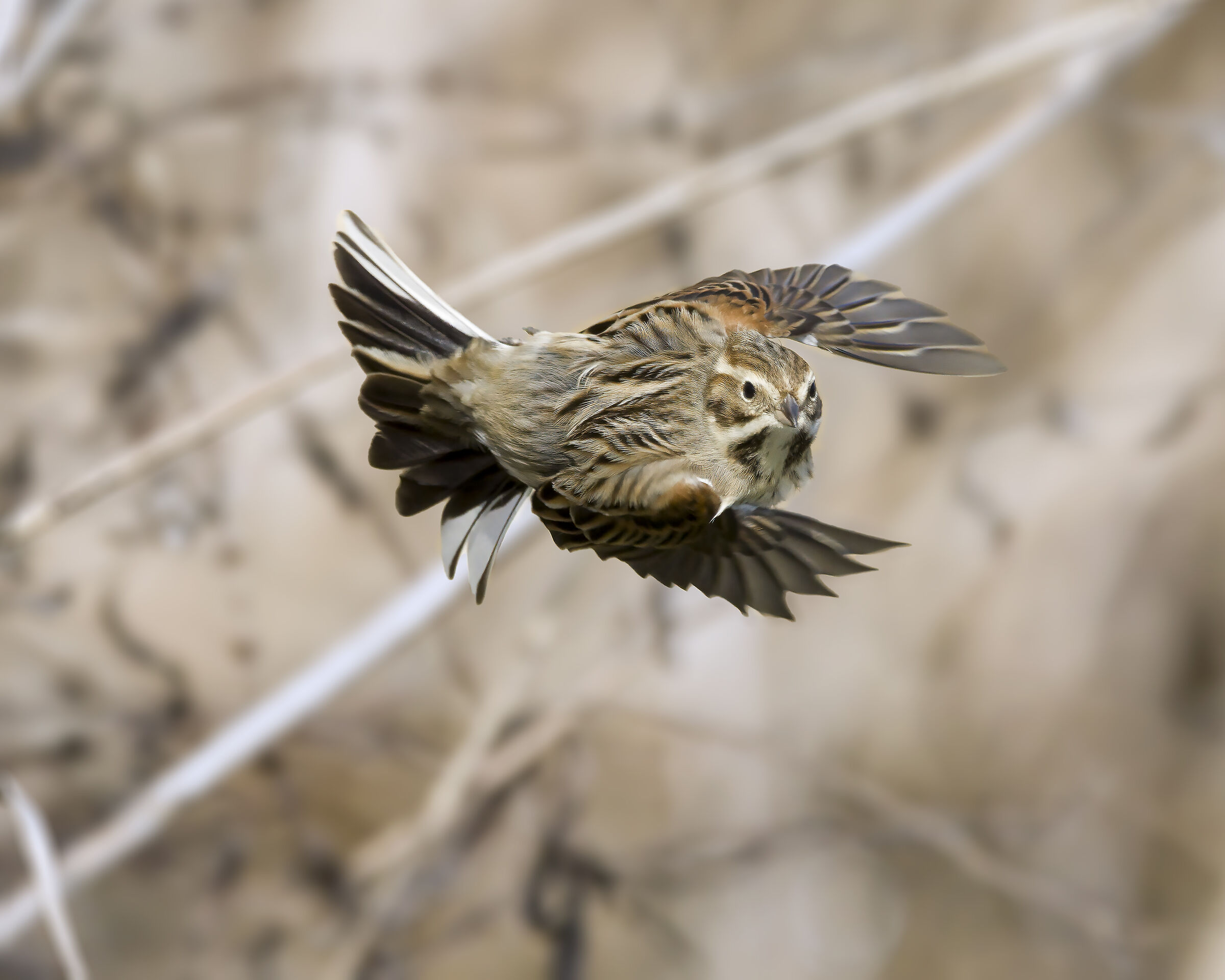migliarino femmina in volo
