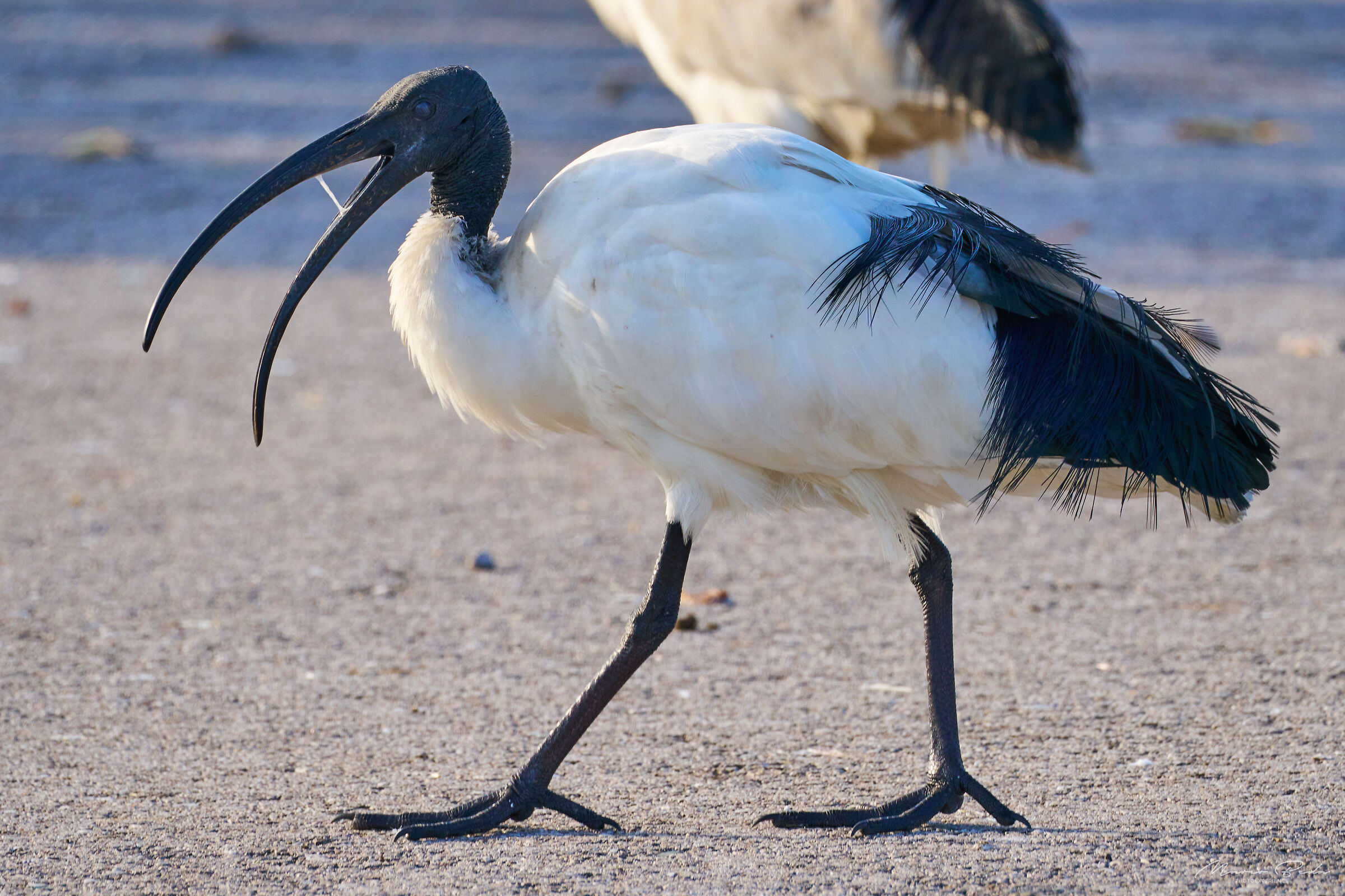 ibis sacro