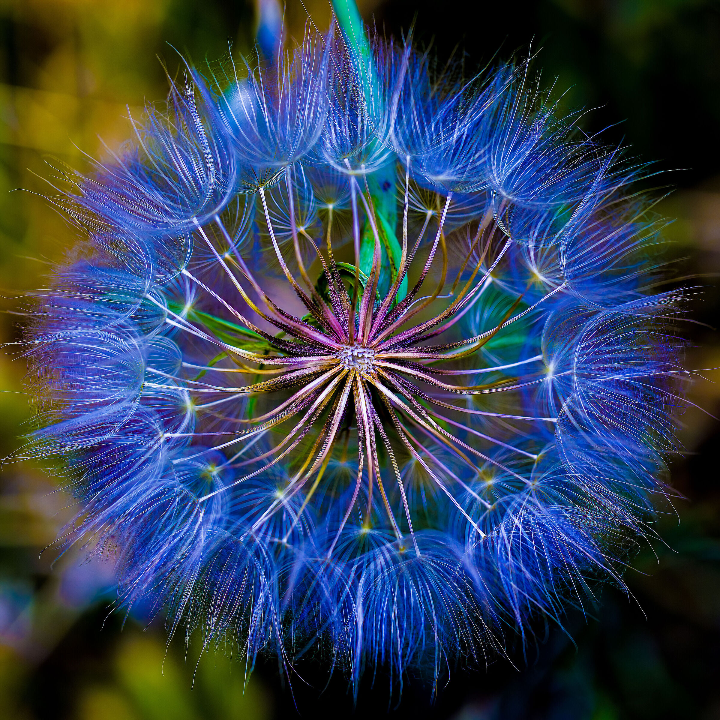 tragopogon pratensis colorato