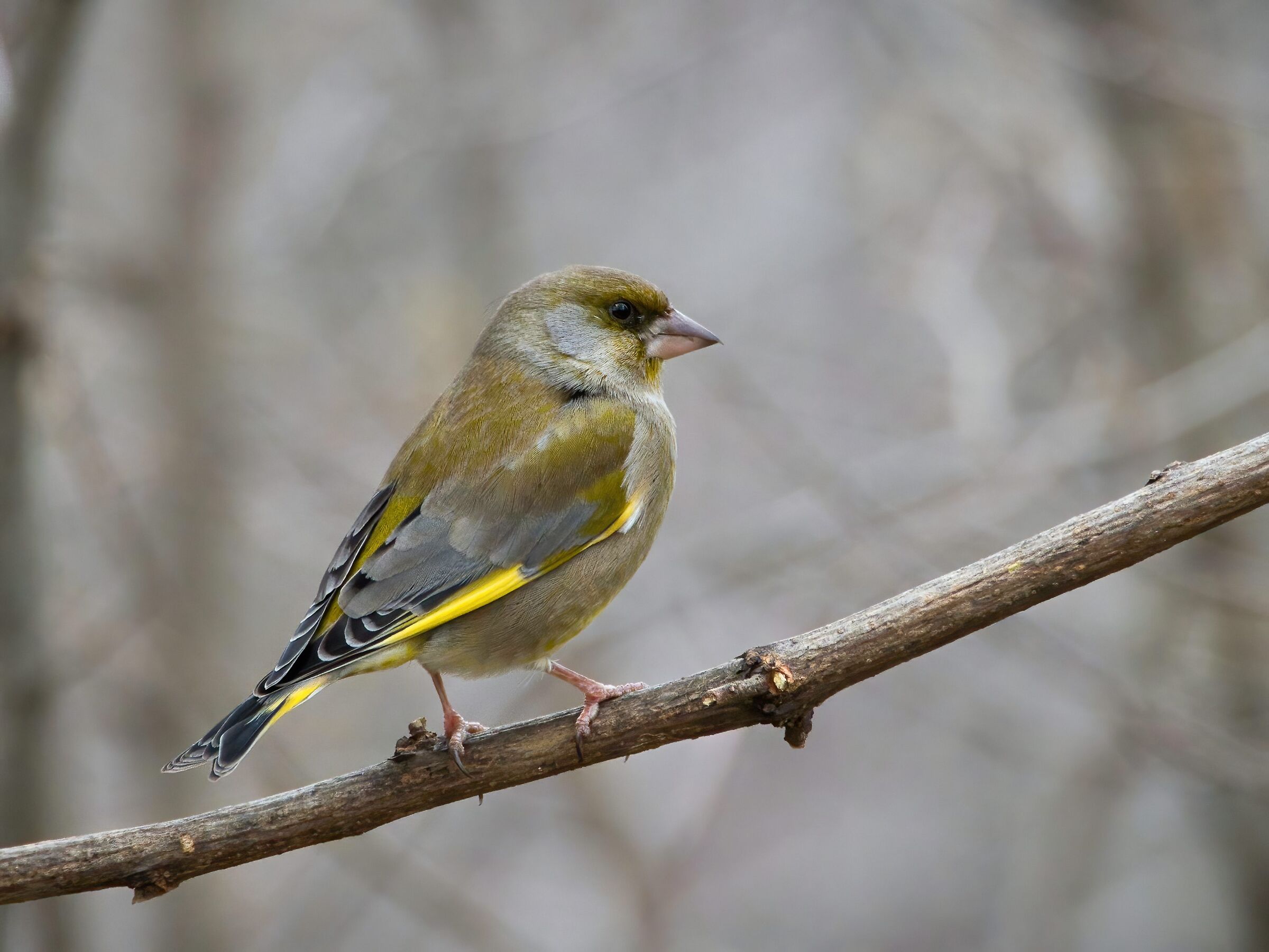 Greenfinch