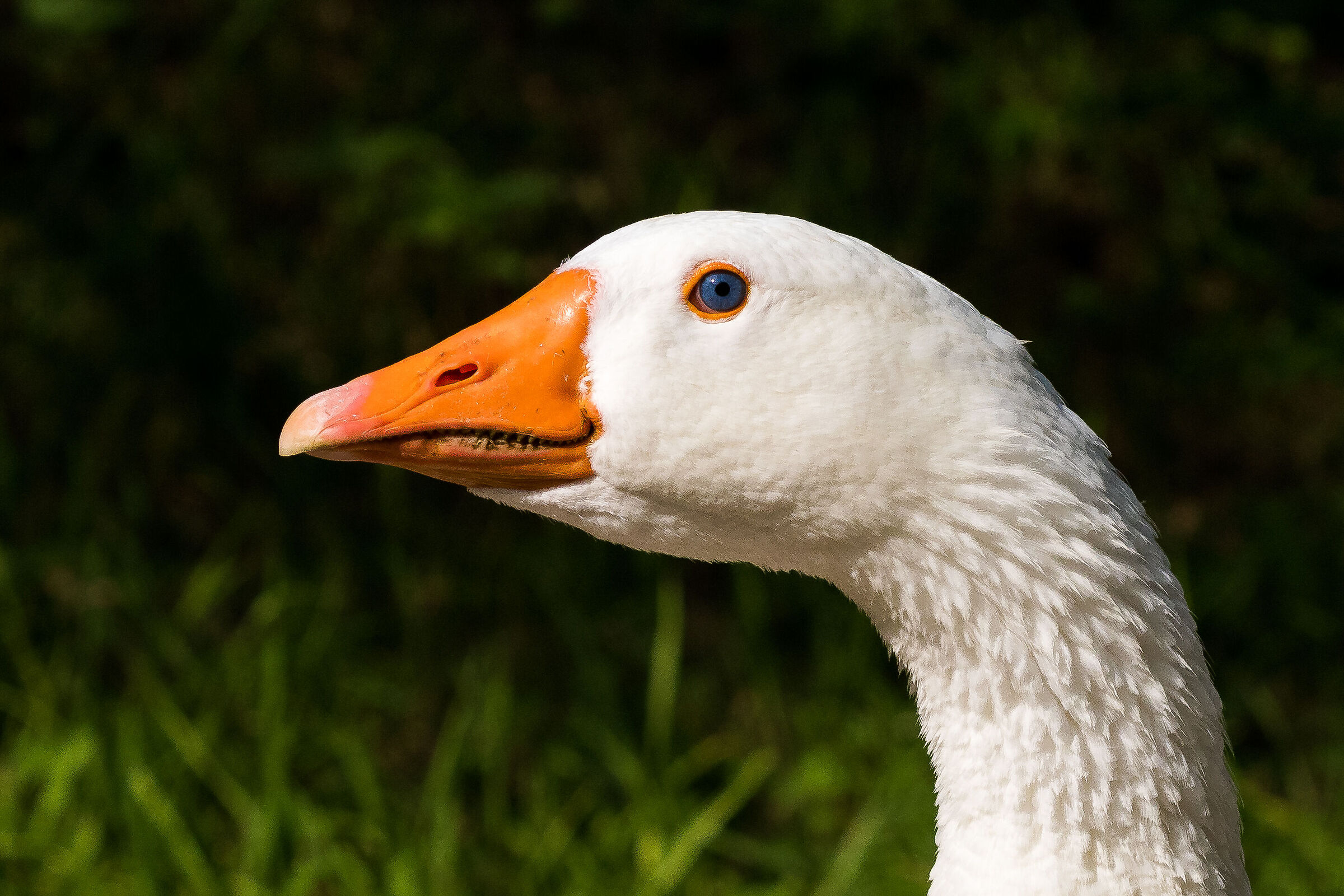 Slovak white goose
