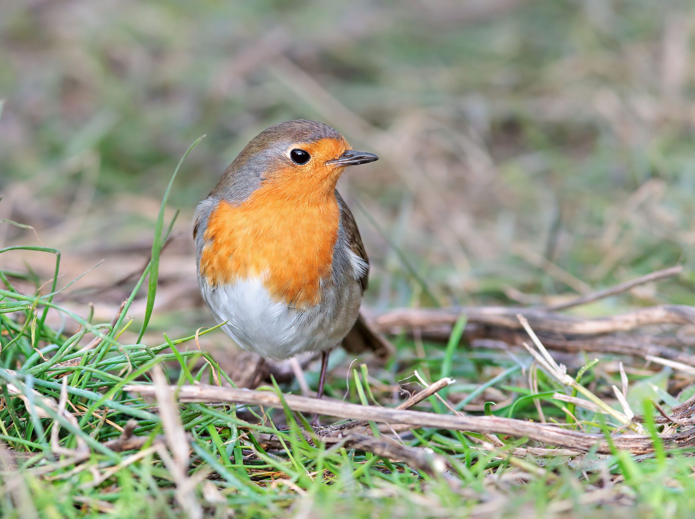 Robin