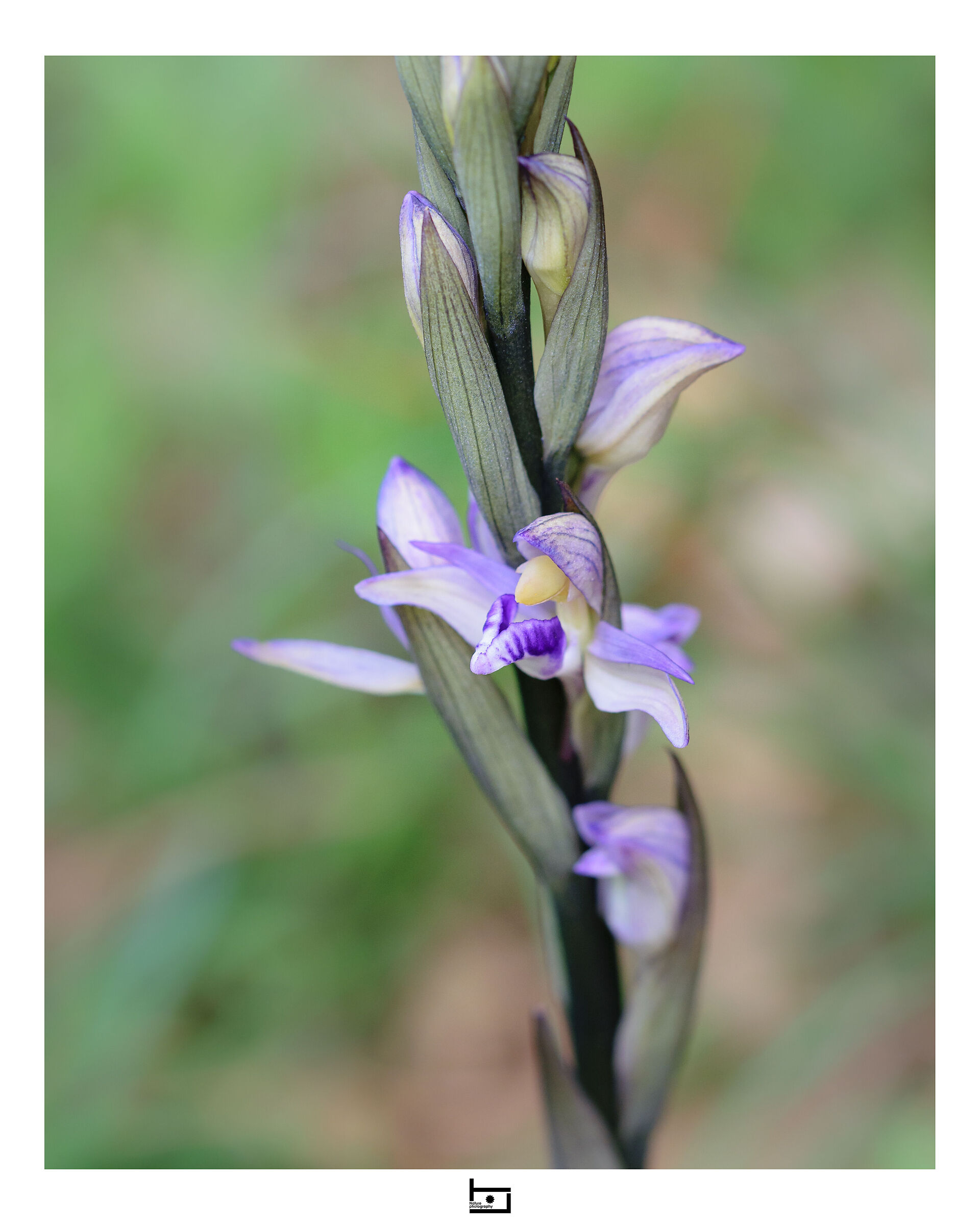 The unconventional flower