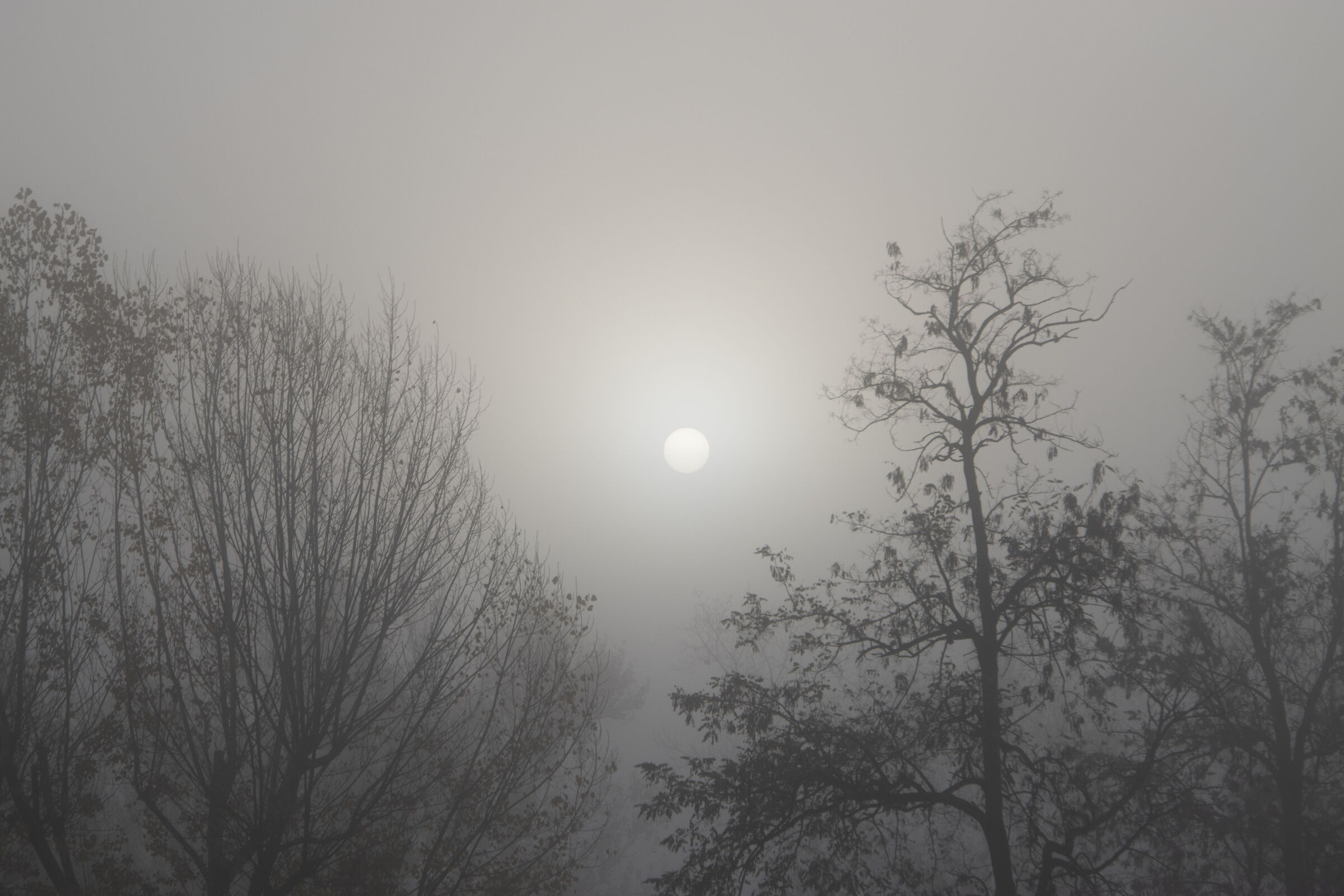 nebbia
