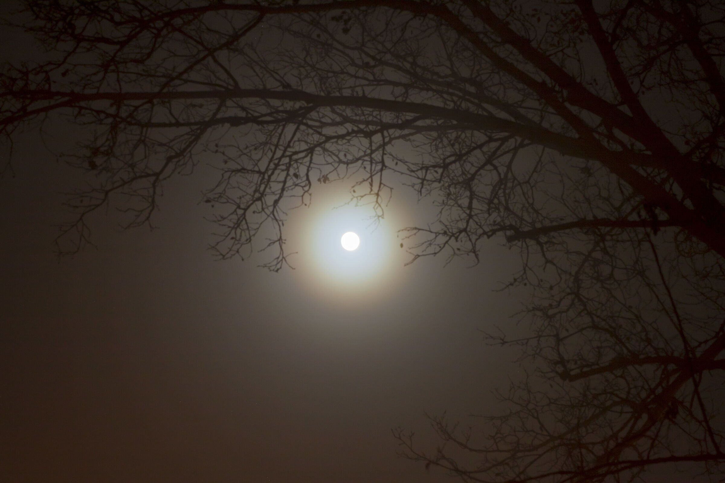 nebbia di luna