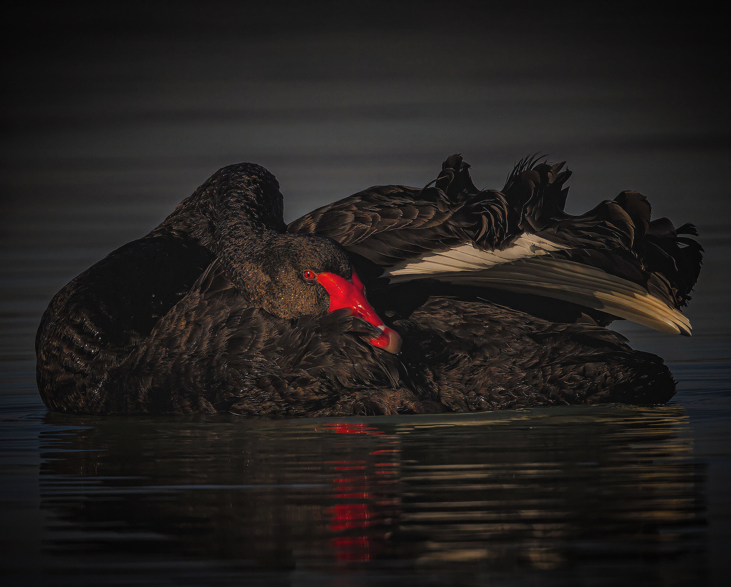 Black swan Trasimeno