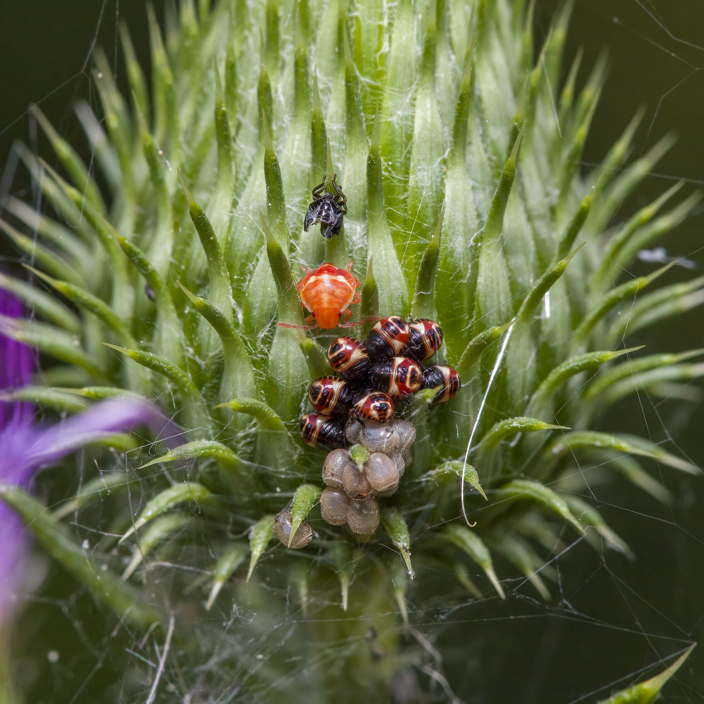 uova e piccoli di cimice
