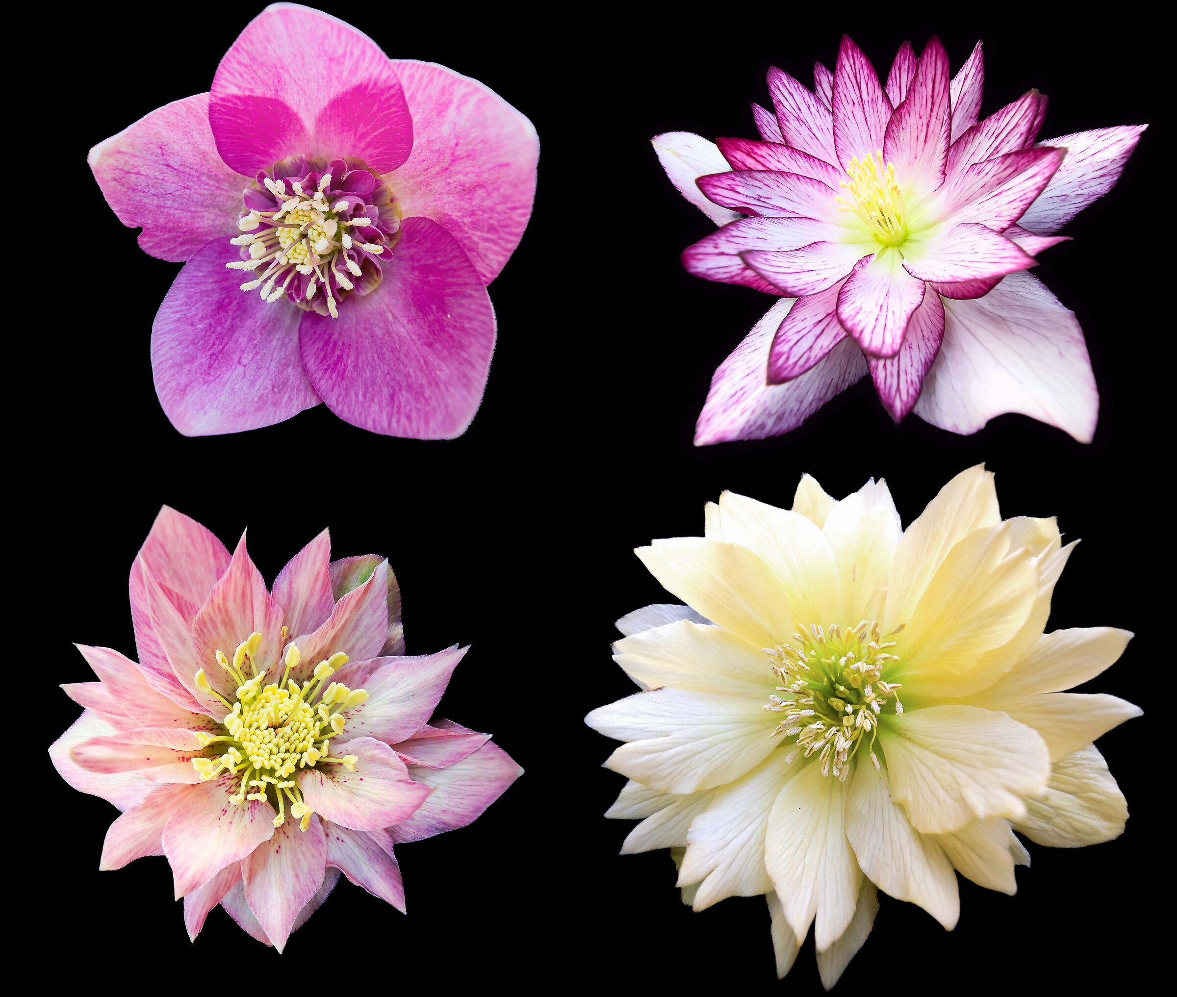 Helleborus collage