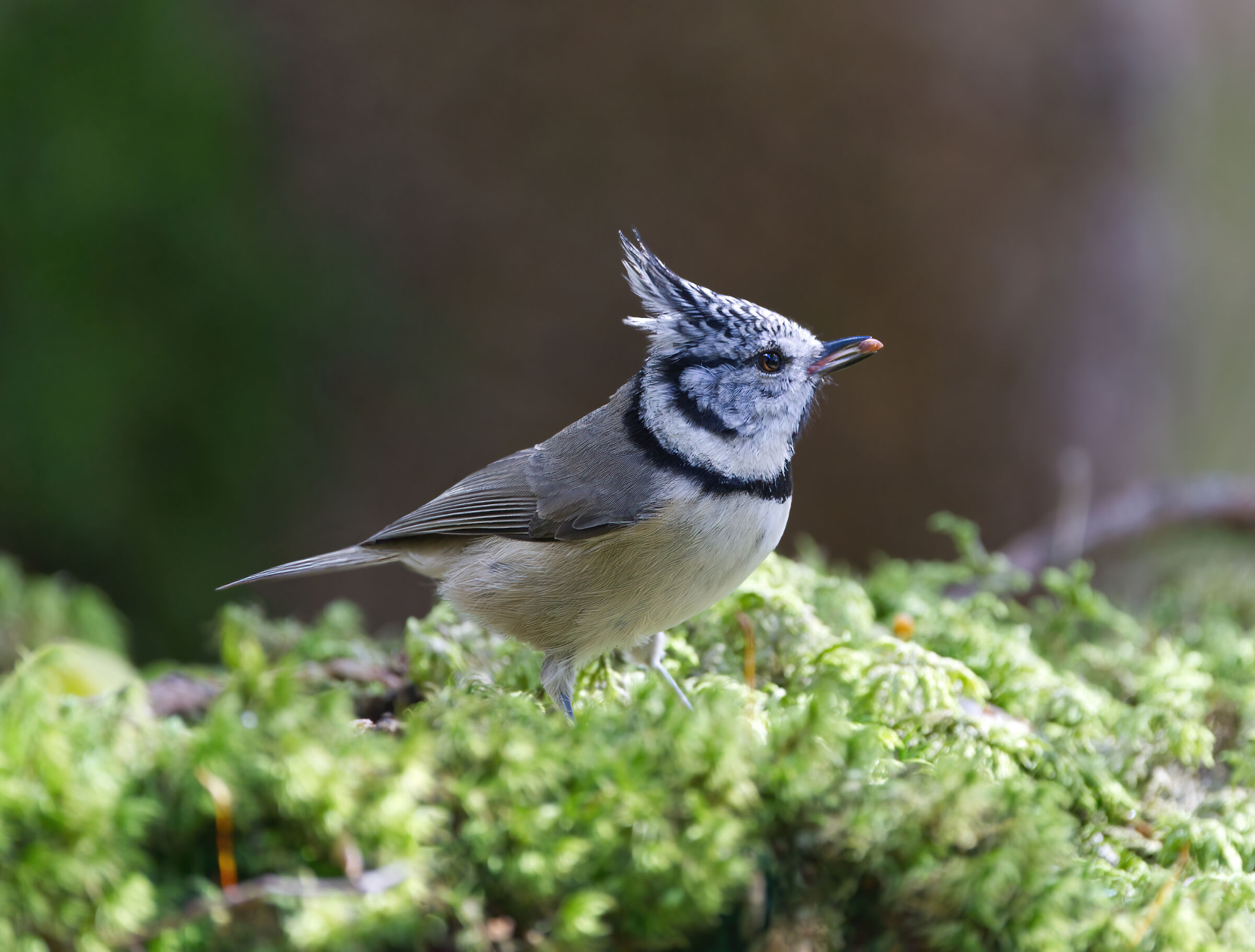 Tufted