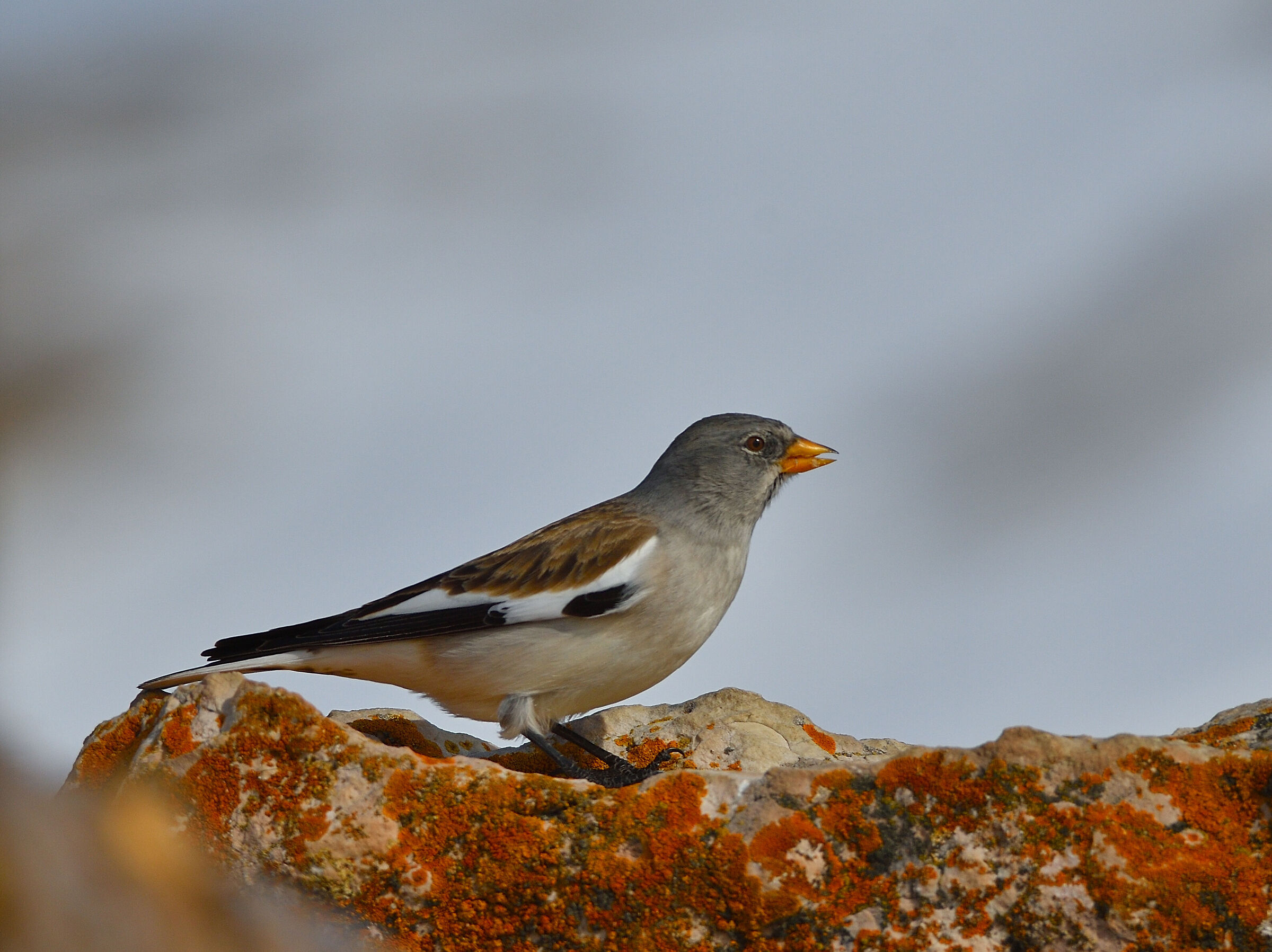 Alpine Chaffinch