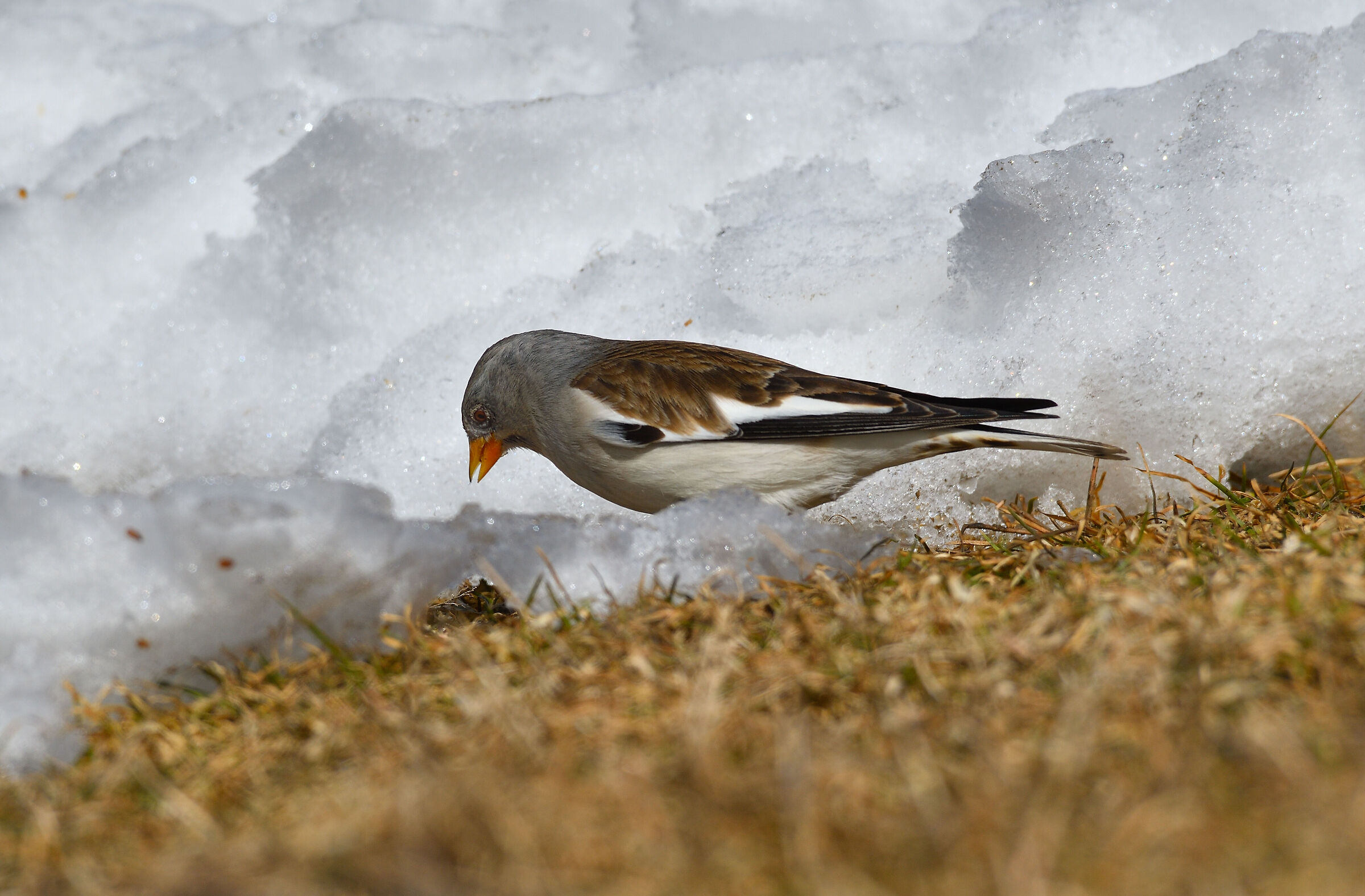 Alpine Chaffinch