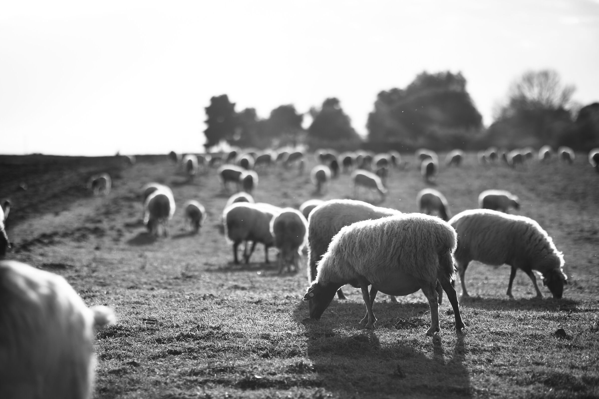 Ewes