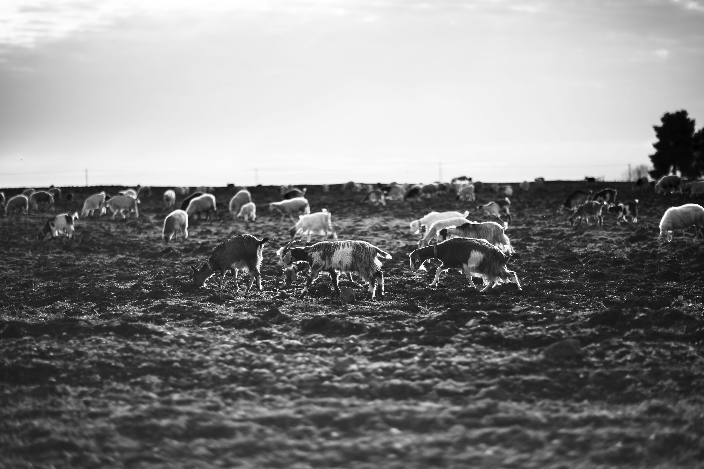 Sheep (2)