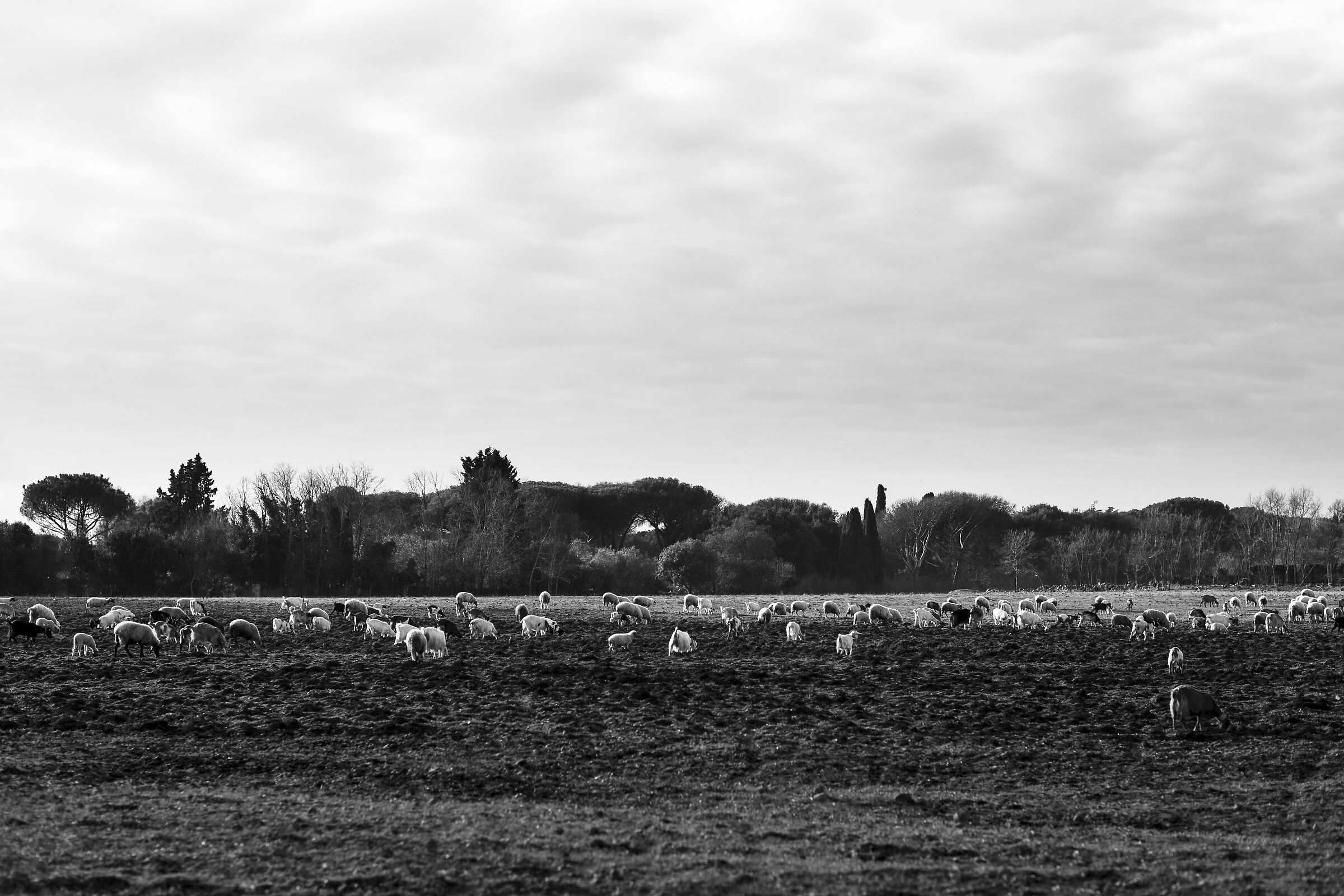 The Pasture