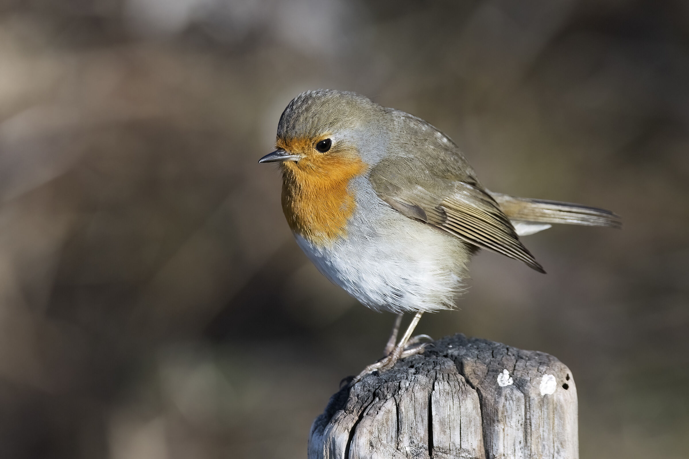 Robin - Erithacus rubecula