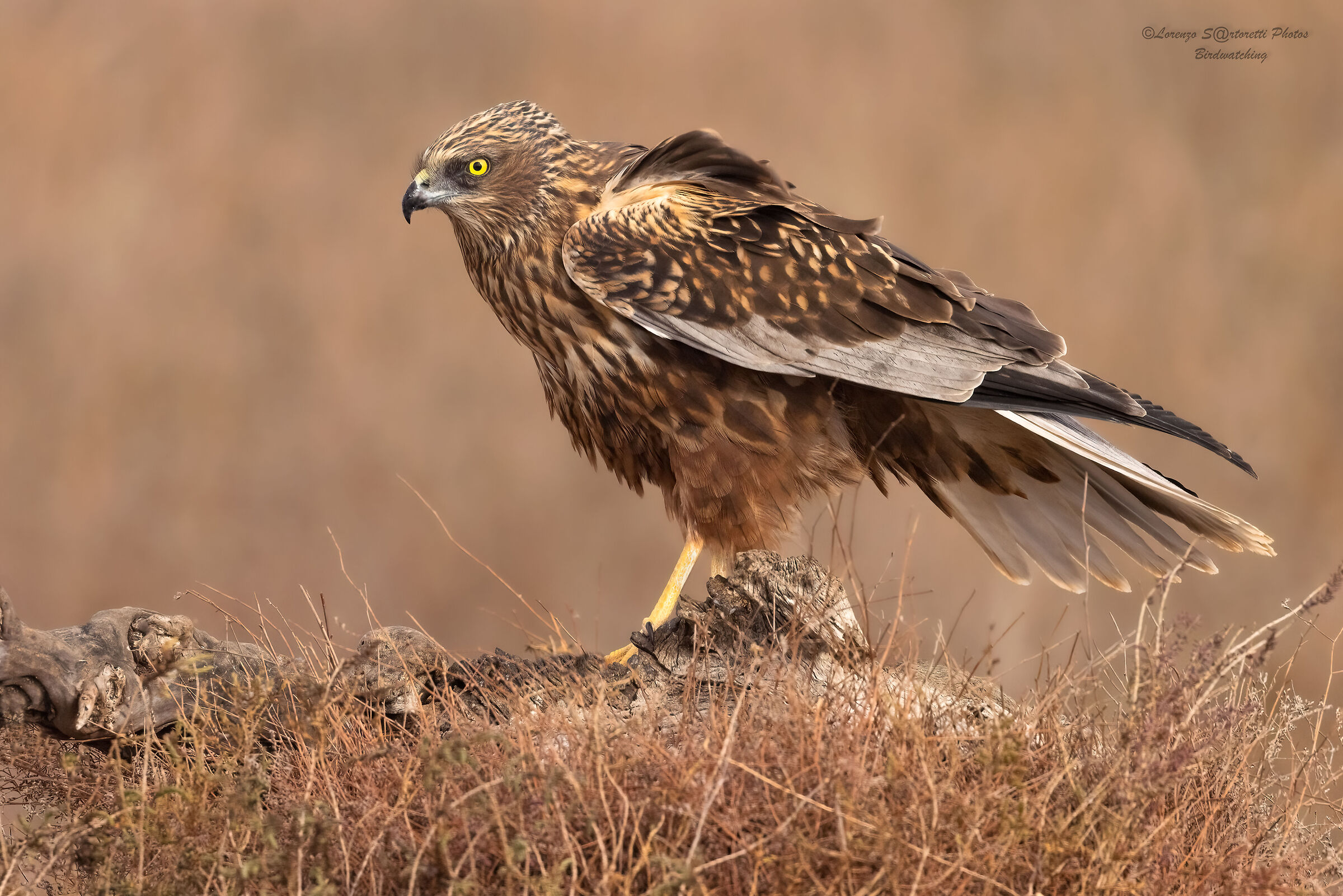 Marsh harrier m.
