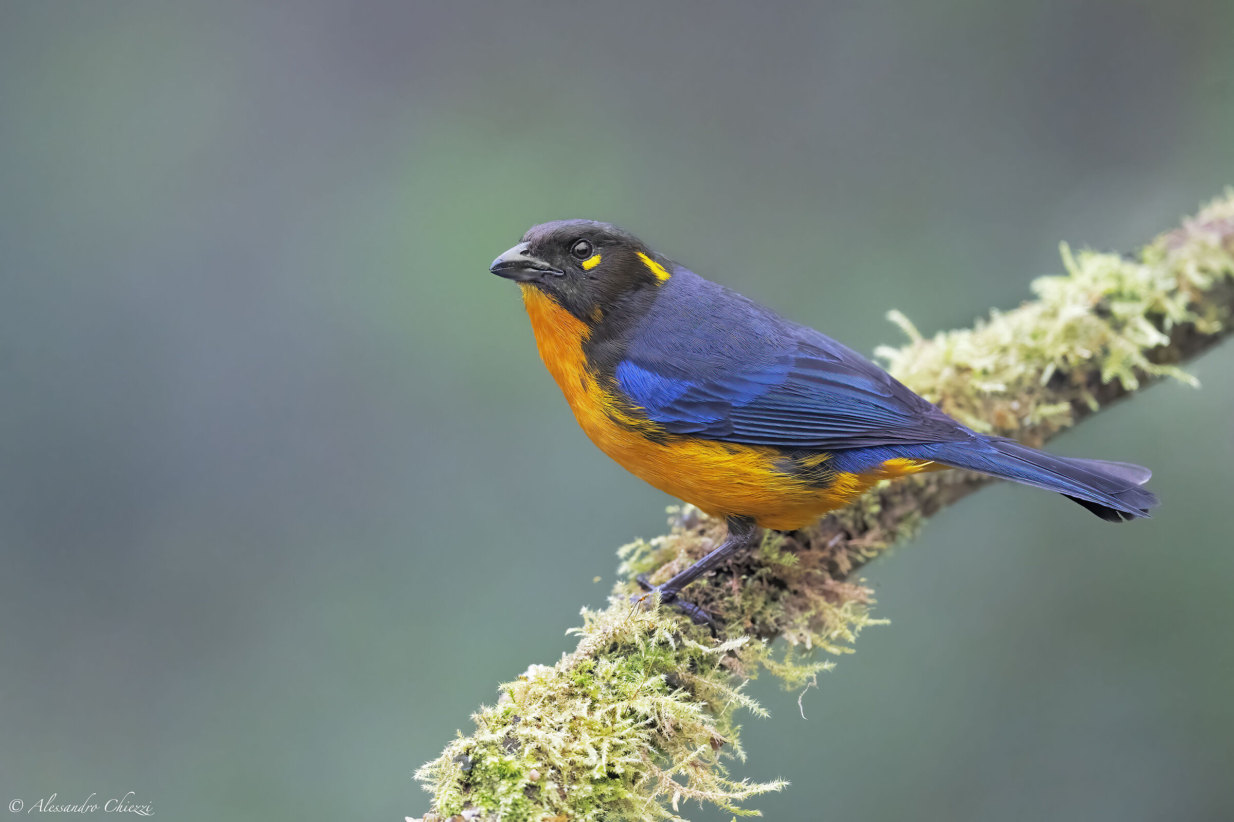 Tearful mountain tangara