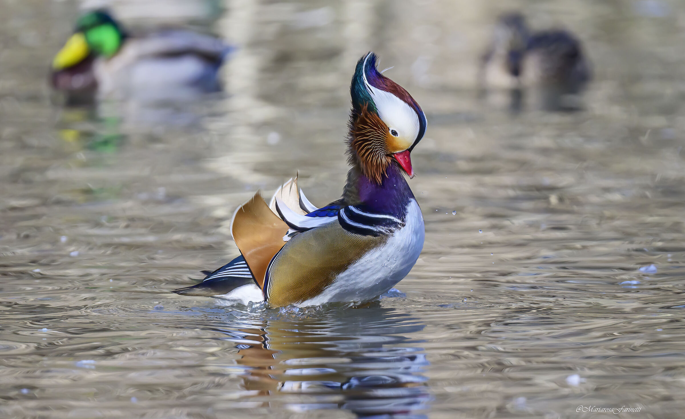 Mandarin duck