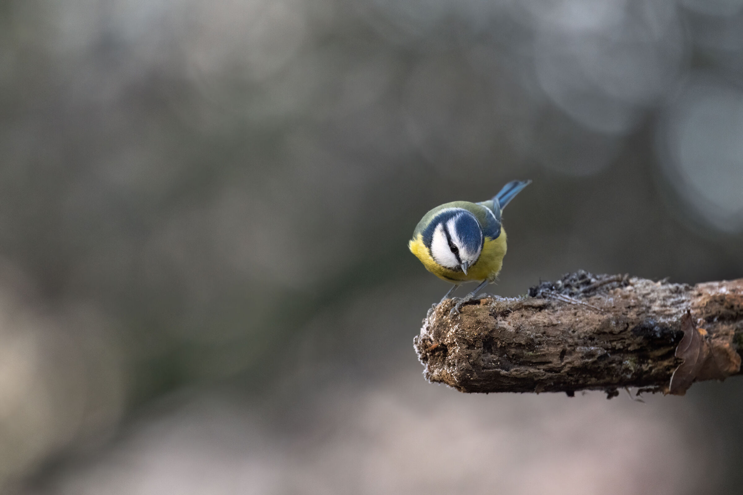 Blue tit (Cyanistes caeruleus)
