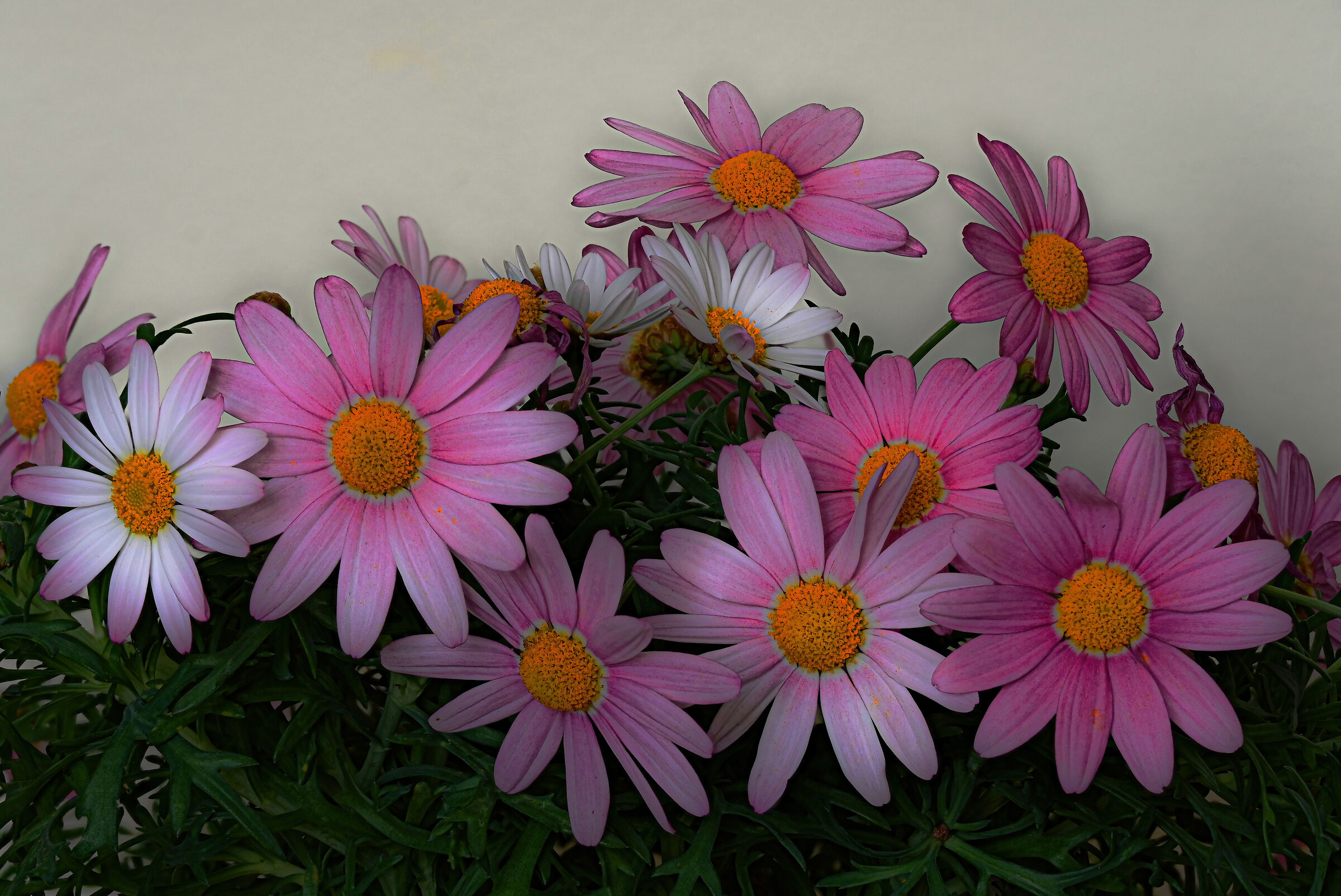 Margherita delle Canarie