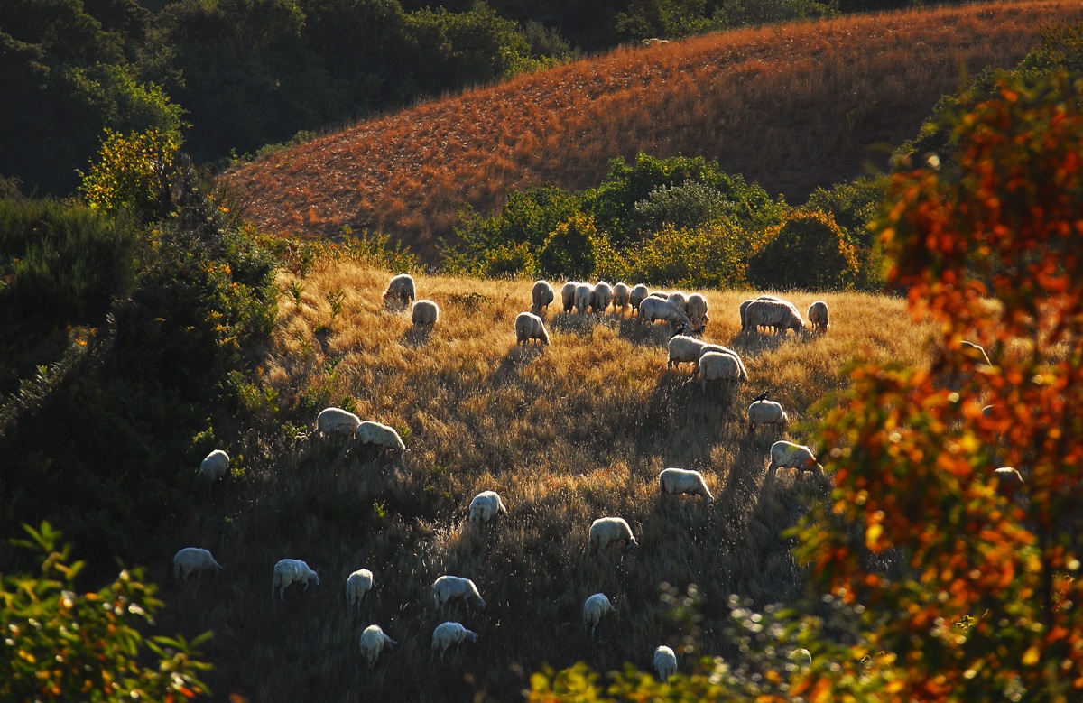 Pascolo autunnale