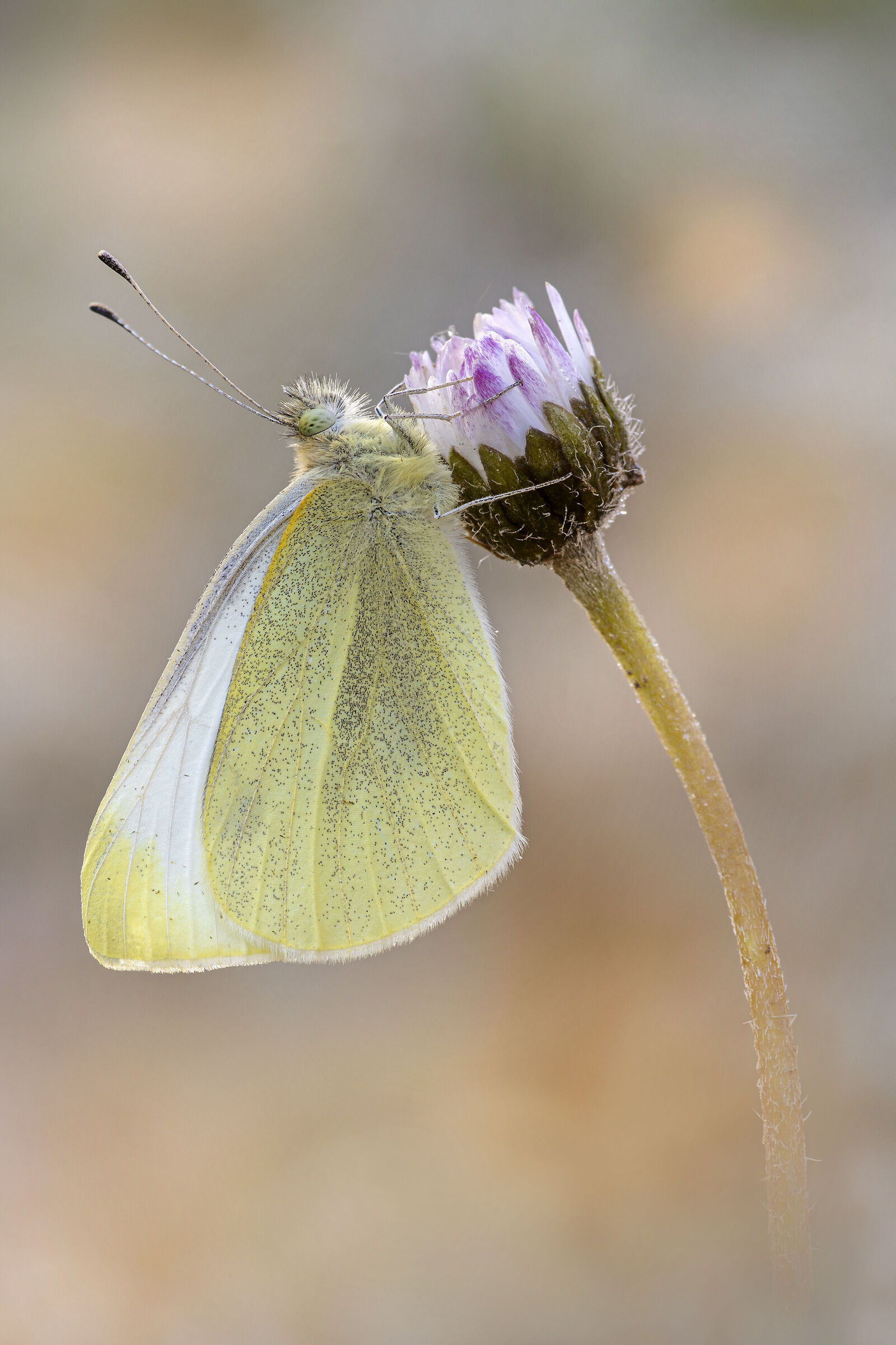 Pieris rapae (Linnaeus, 1758)