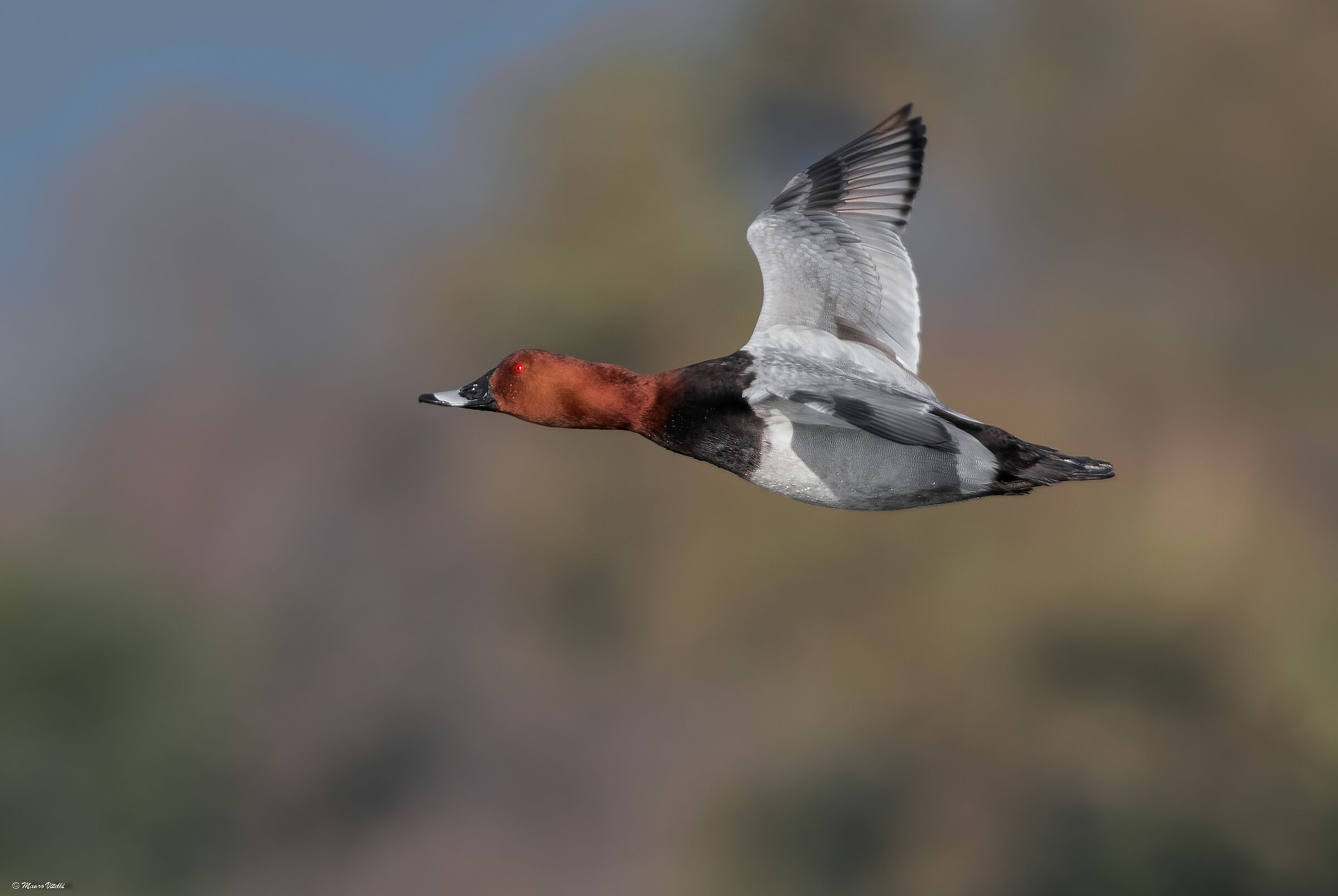 Pochard, (Aythya ferina)