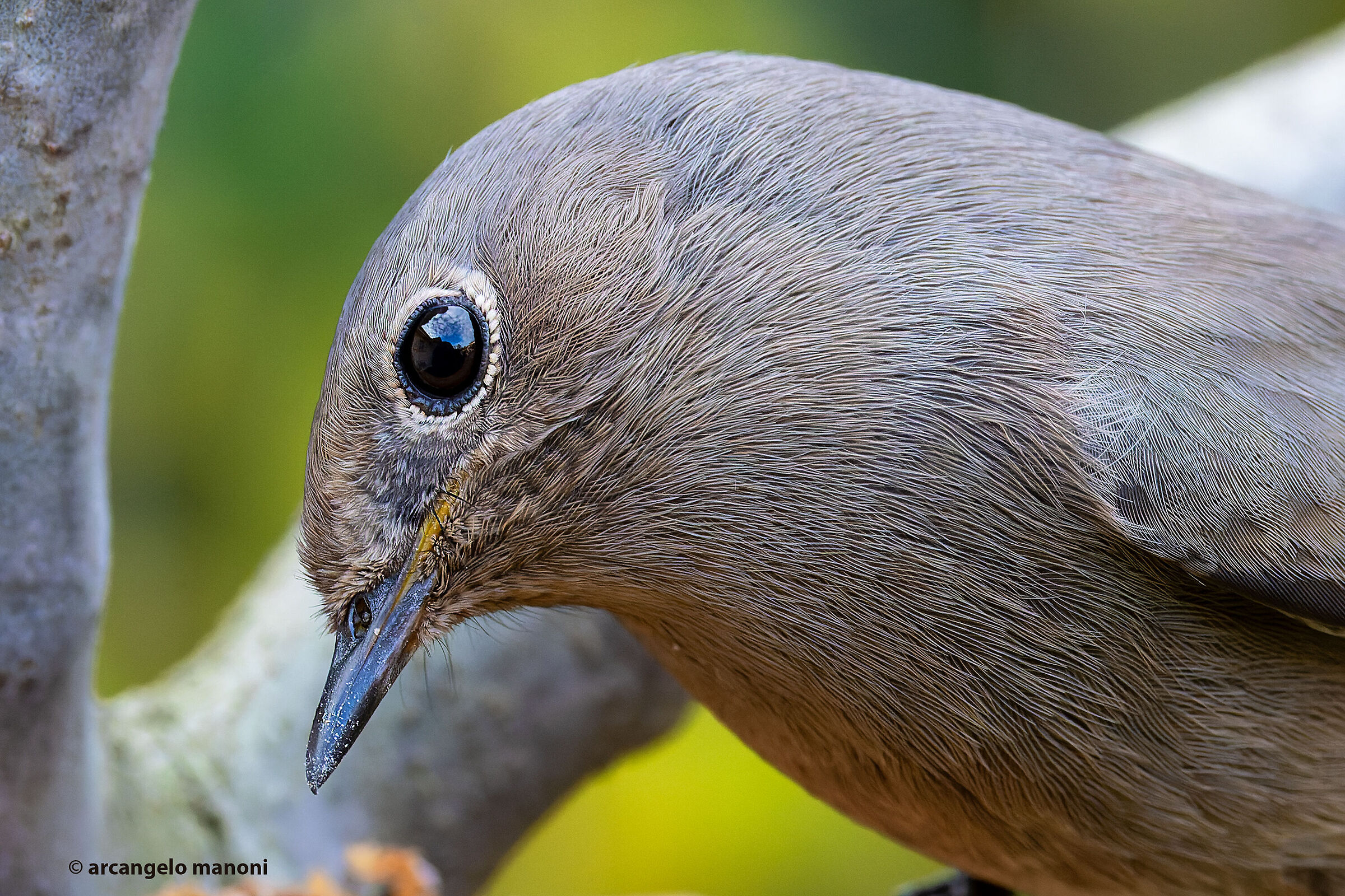 A redstart macro