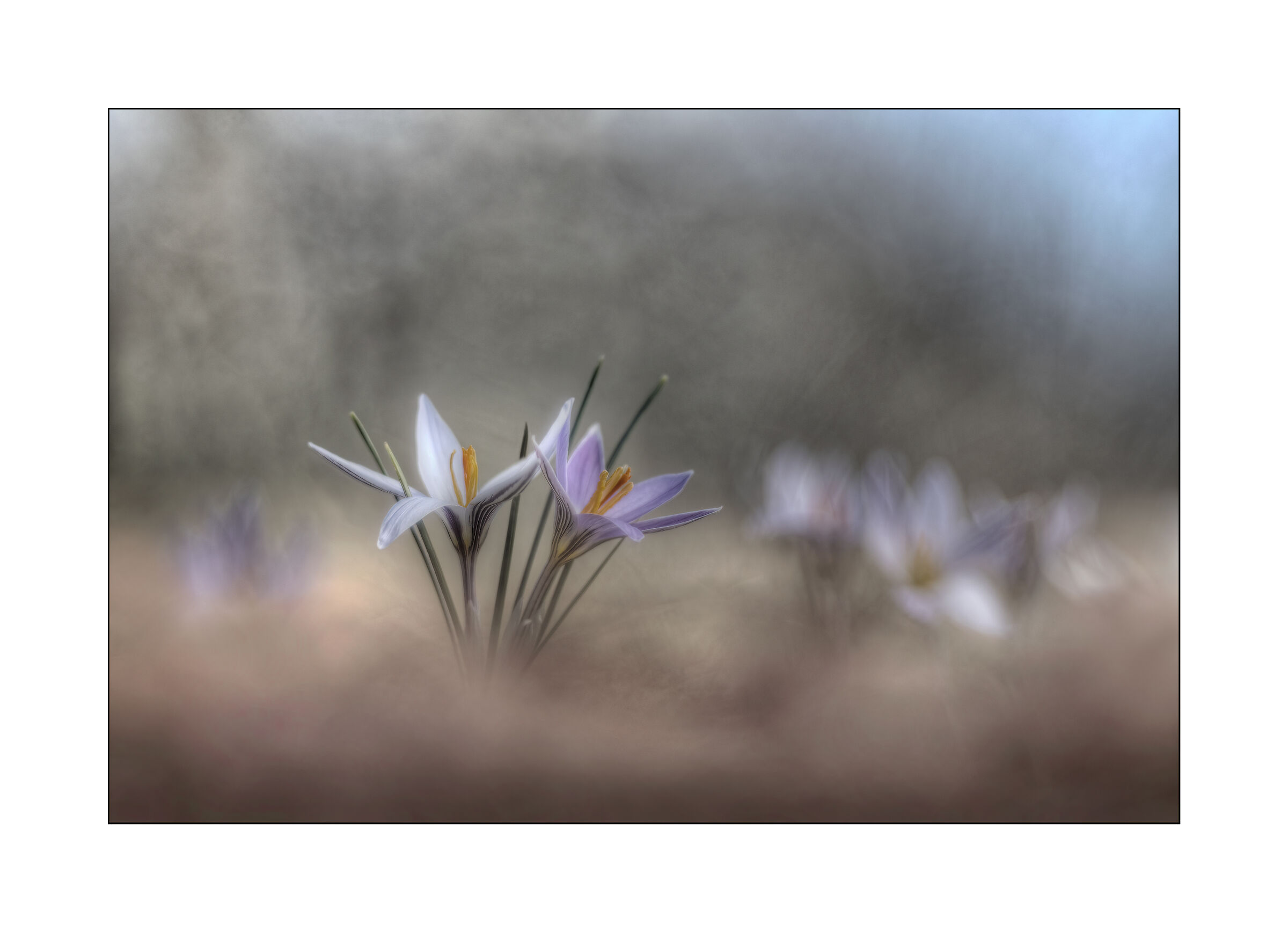 Crocus reticulatus