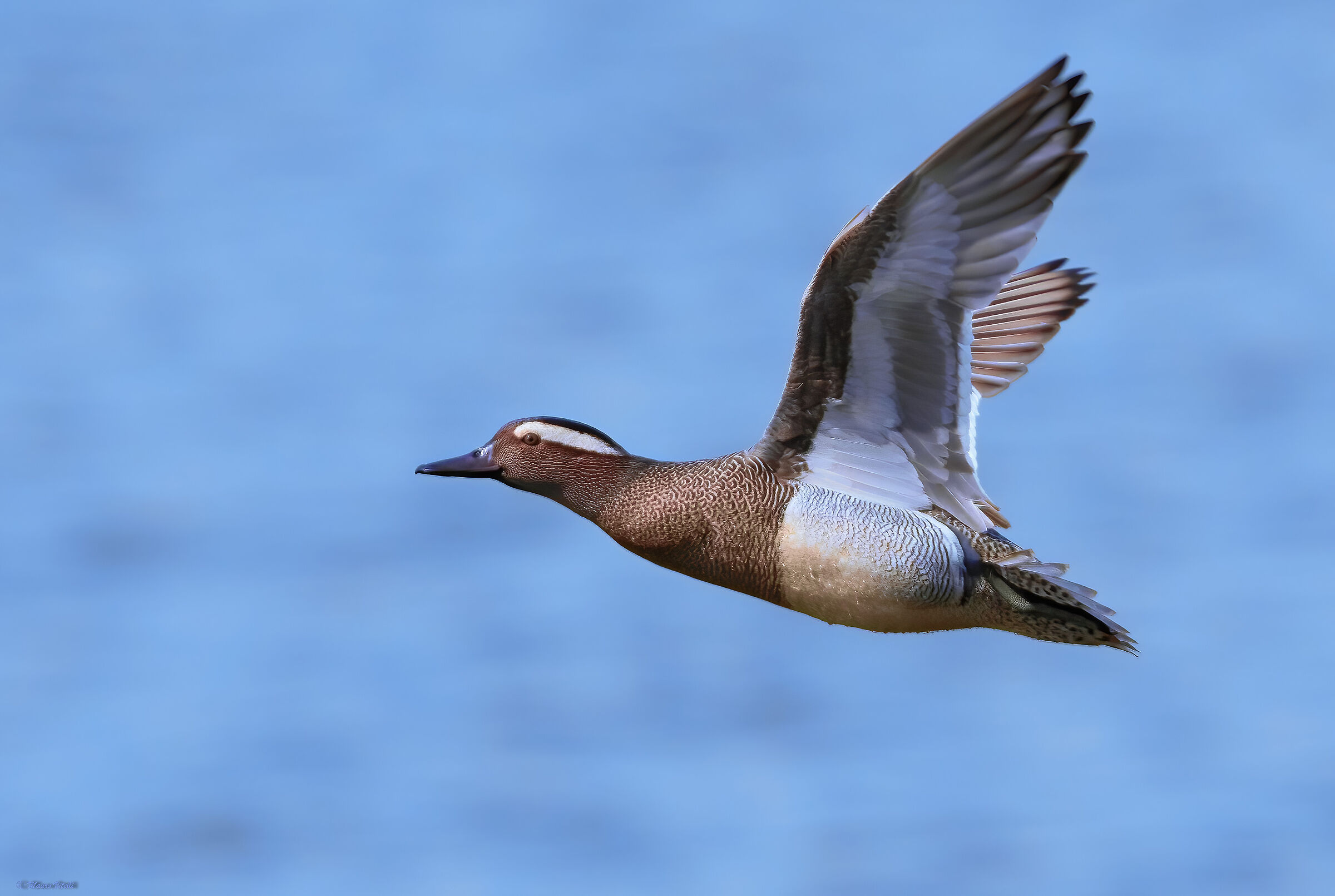 Garganey (Anas querquedula)