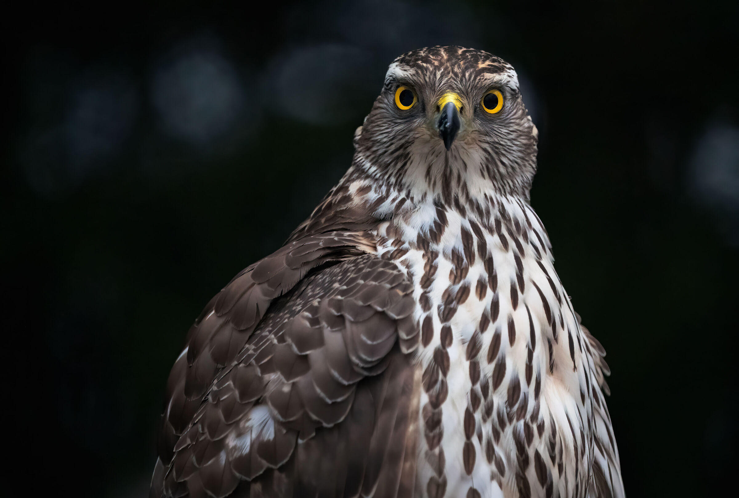 Goshawk