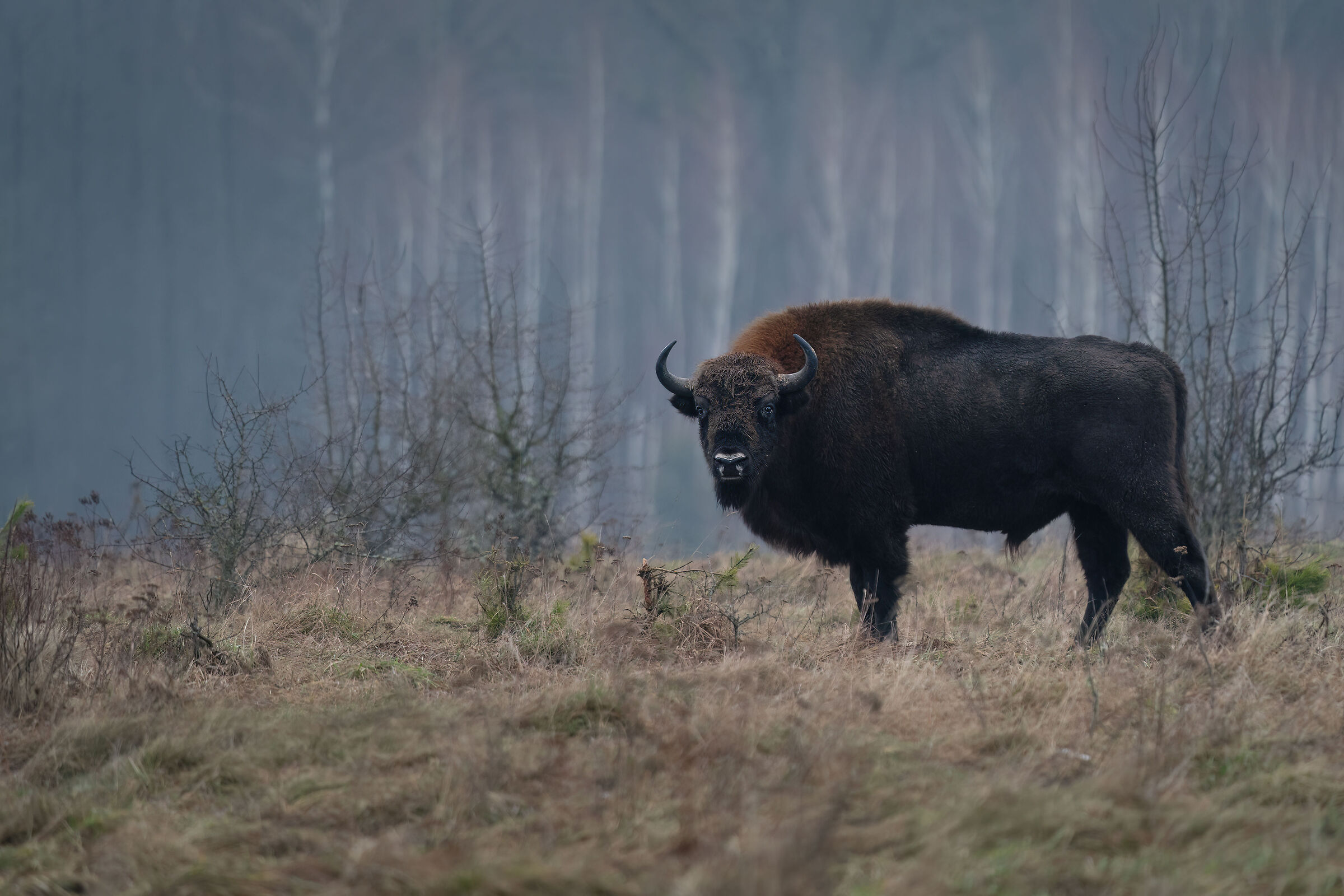 Il Re delle praterie