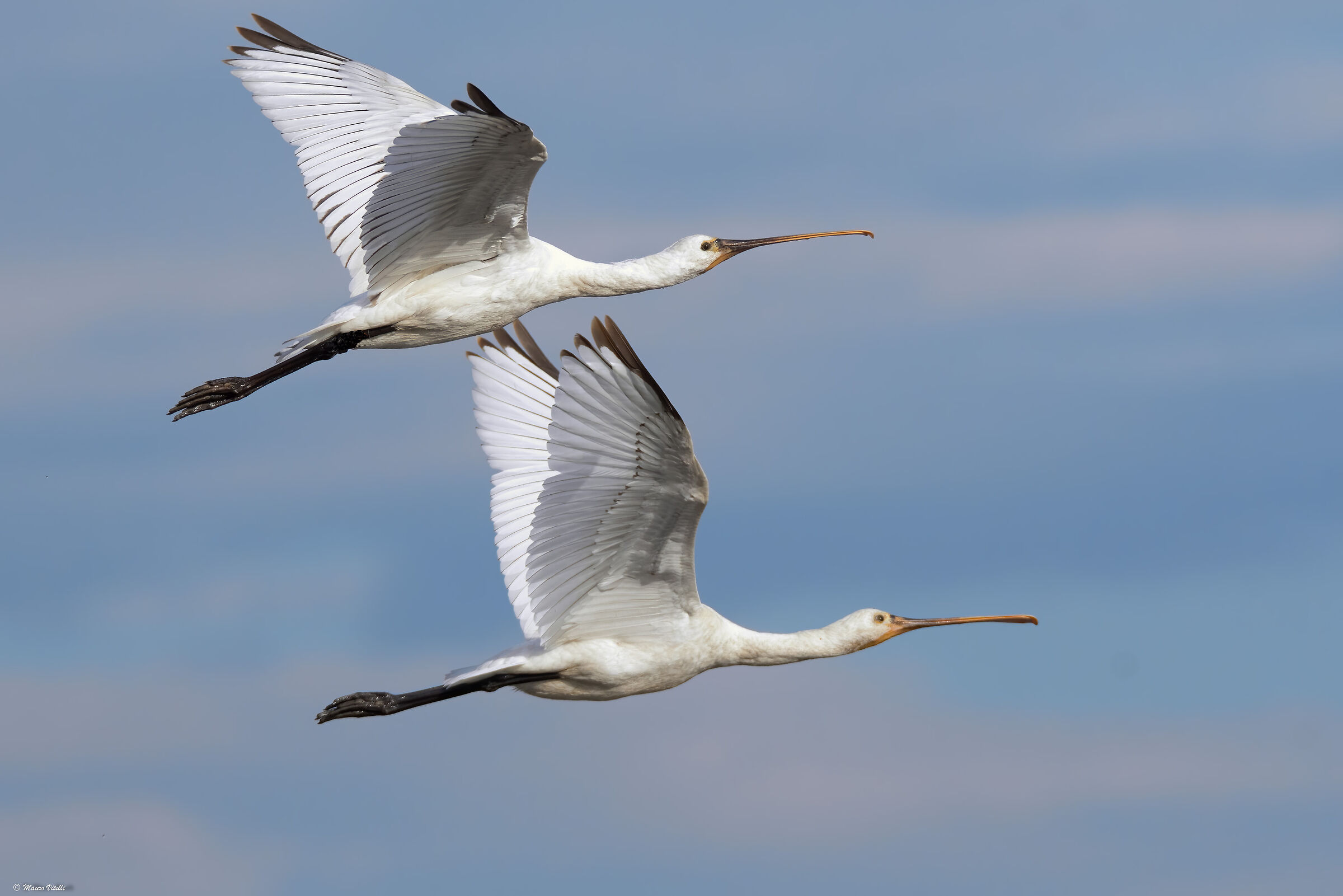 Spatula (Platalea leucorodia)