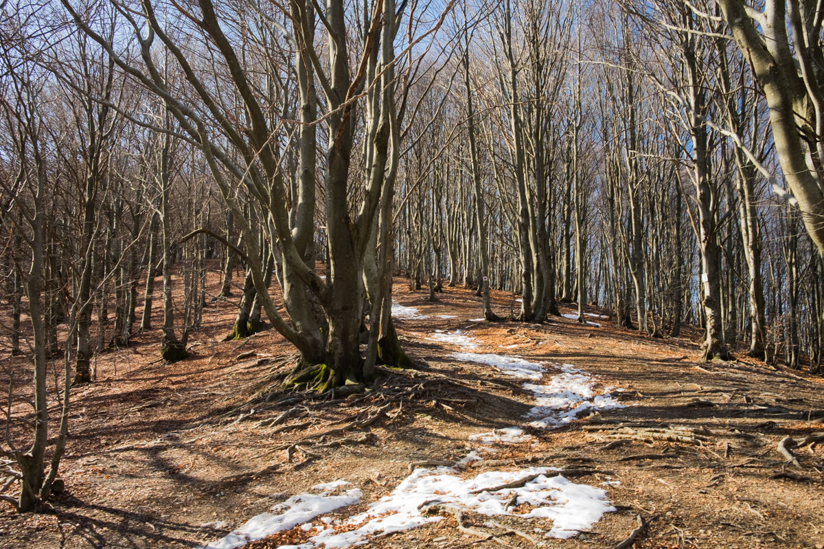 Faggeta 2 verso il monte Caucaso