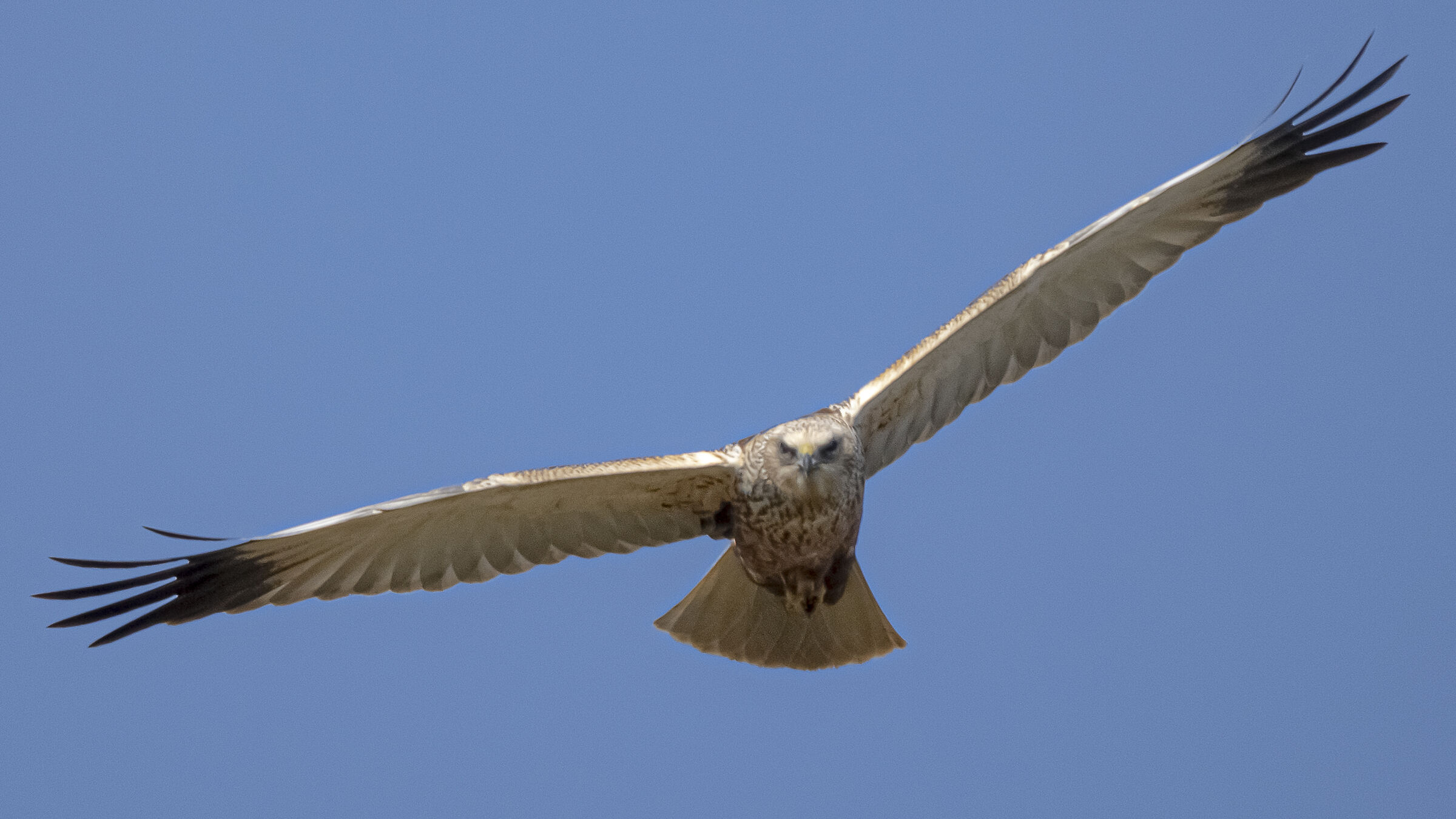 Falco di palude (male)