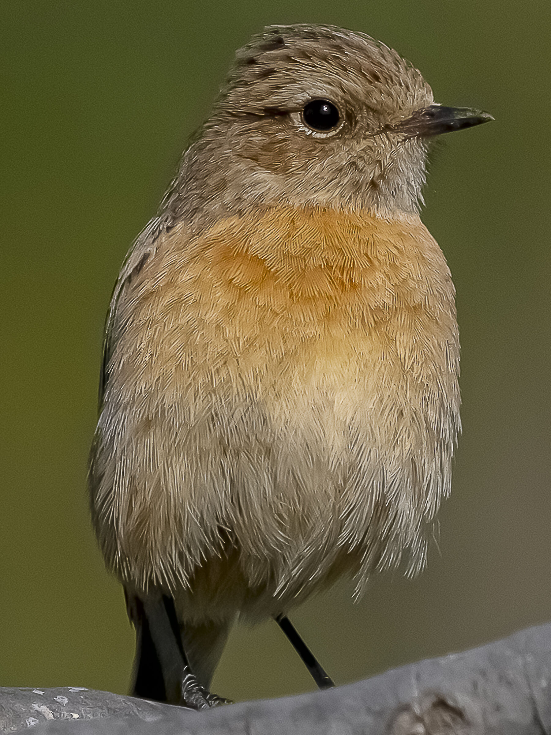 Saltimpalo (femmina)