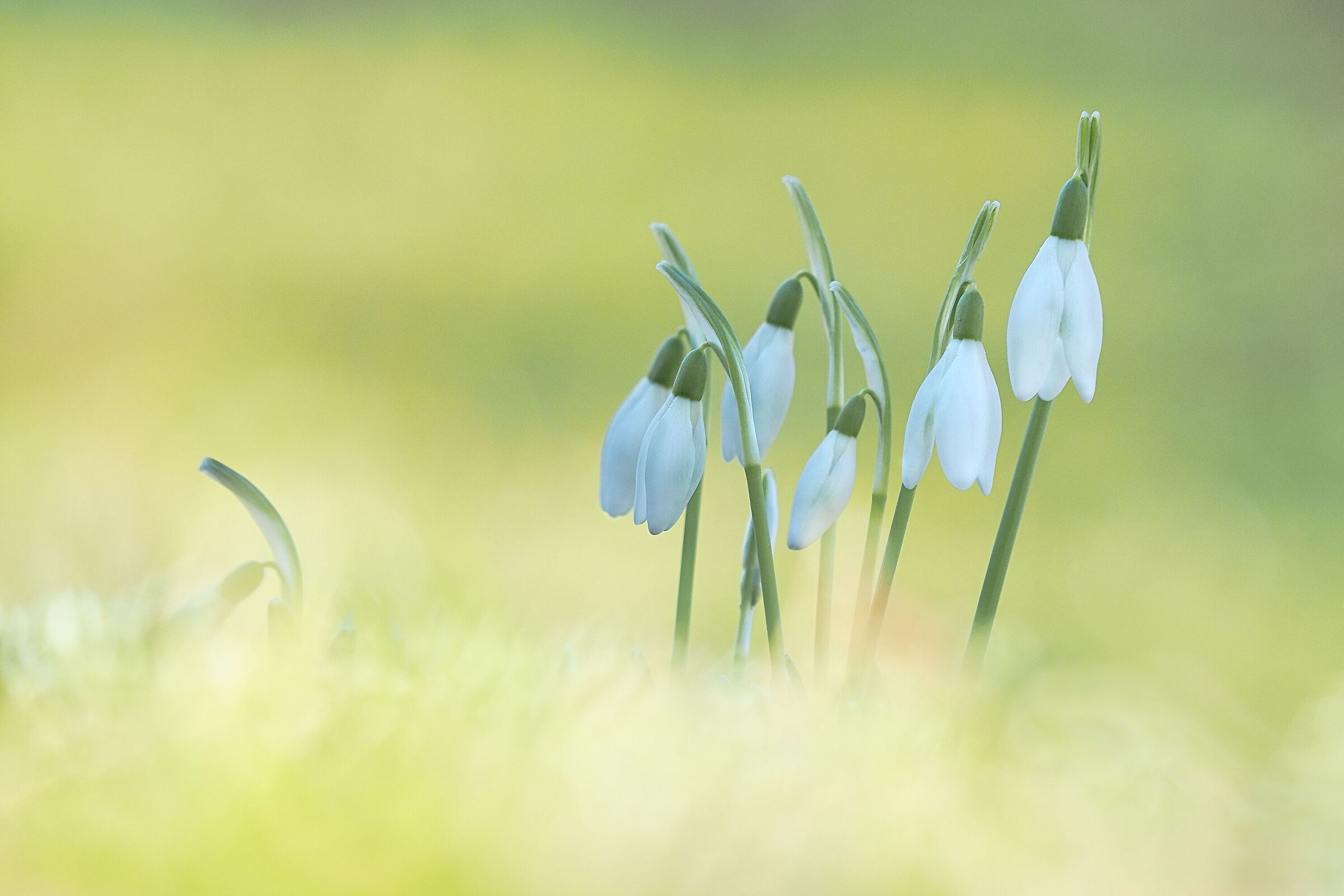 Bucaneve primaverile