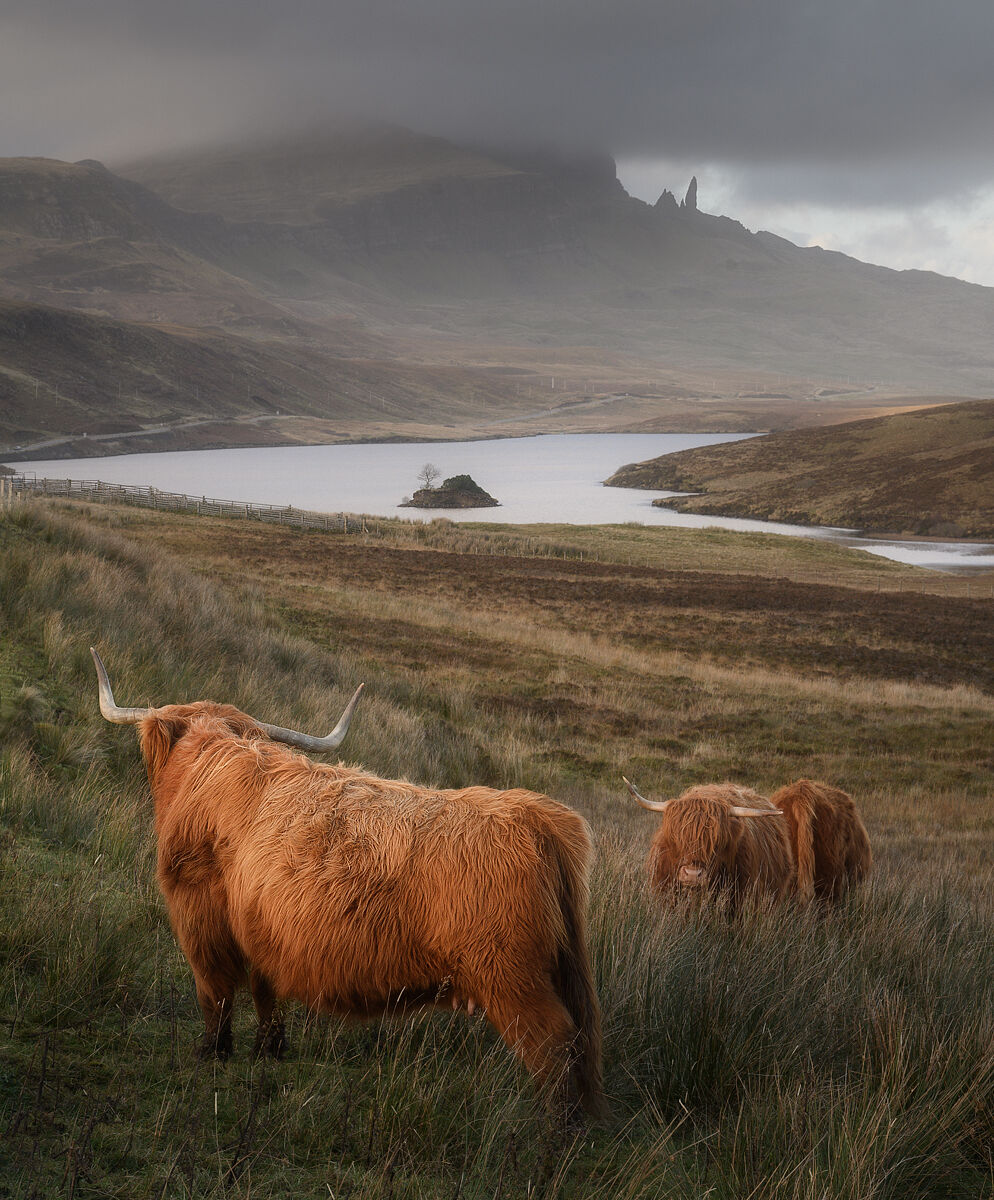 Scottish Highlanders