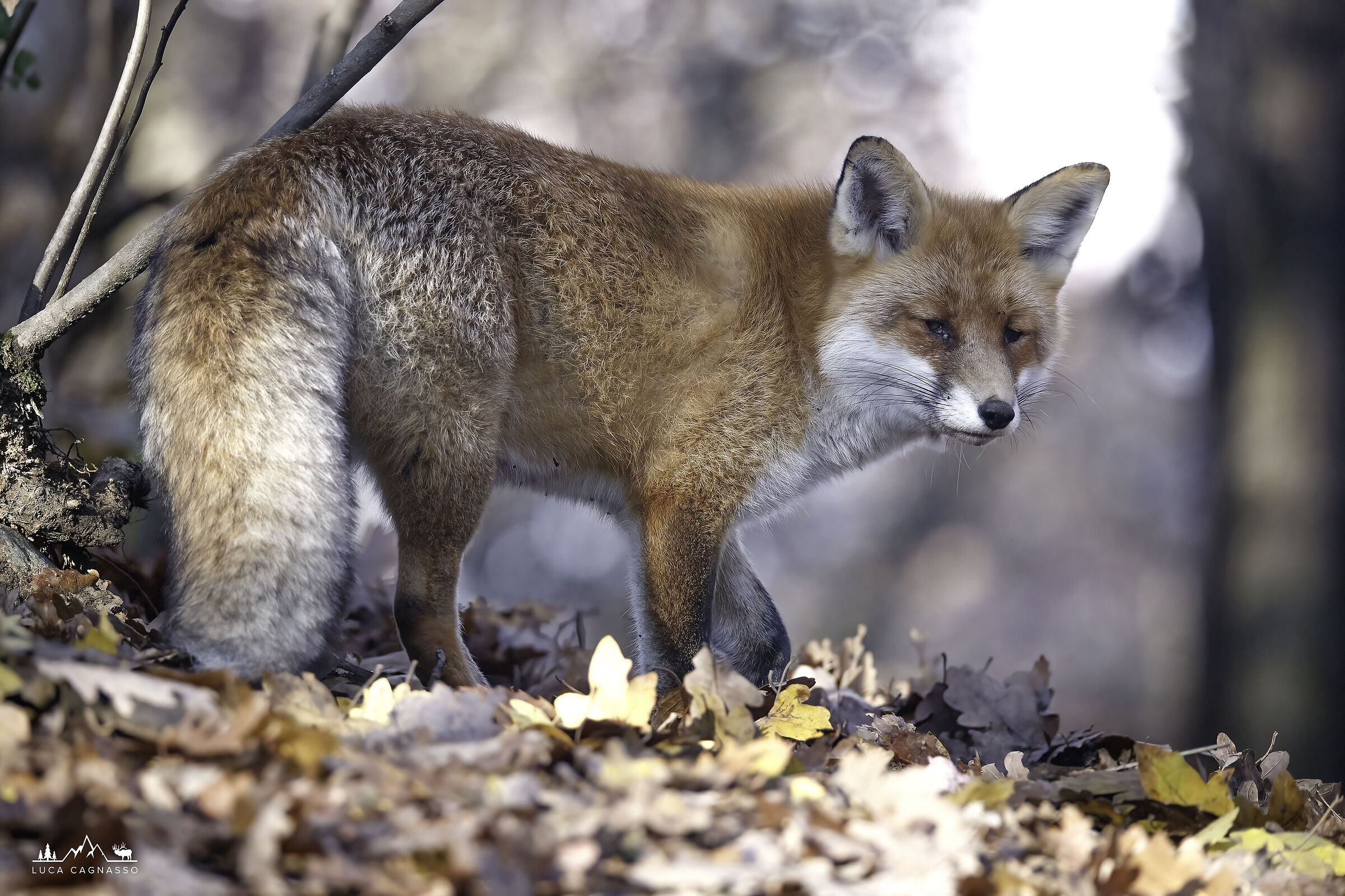 Fox 03