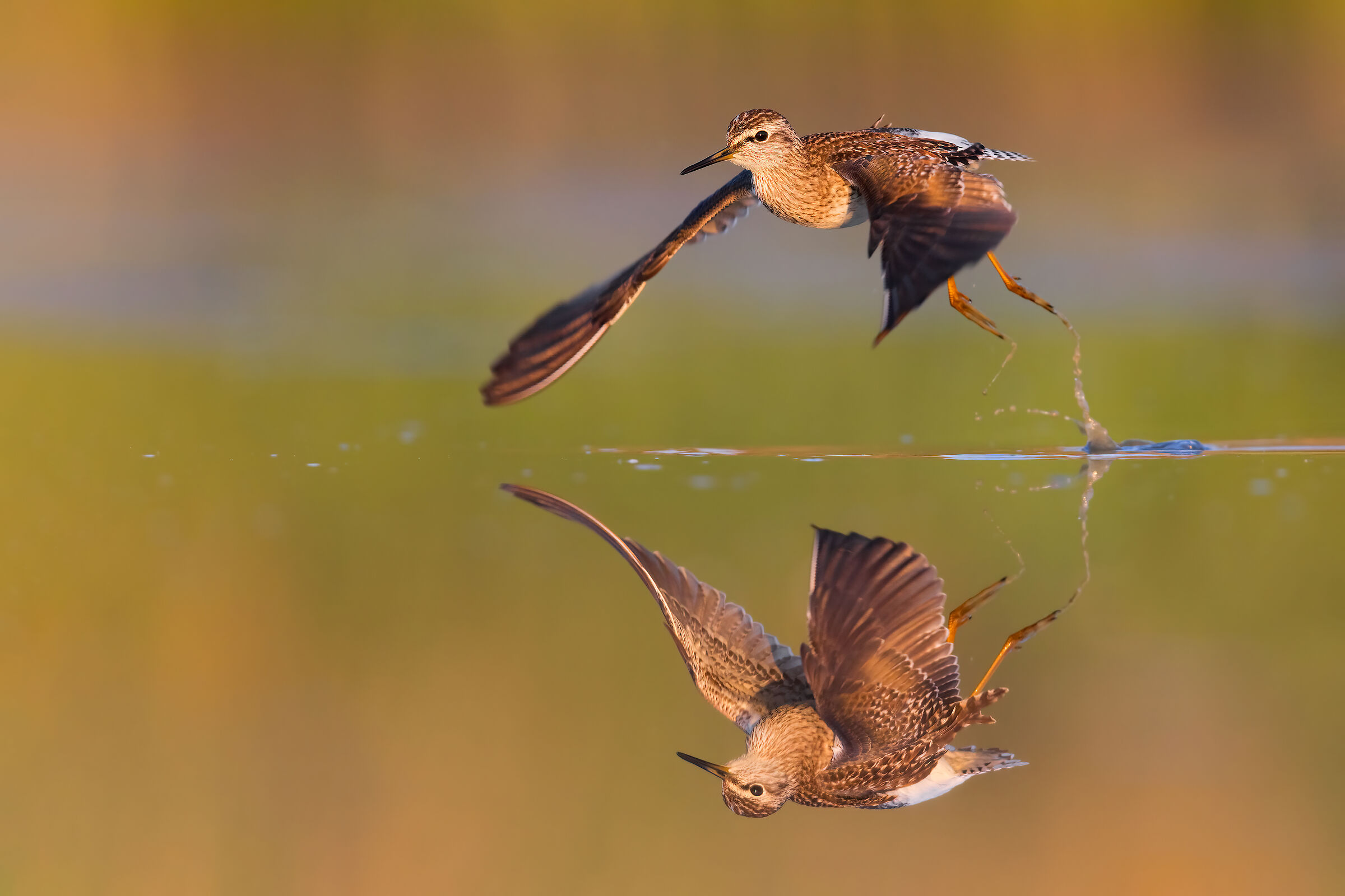 The double detachment (Piro Piro Boschereccio)