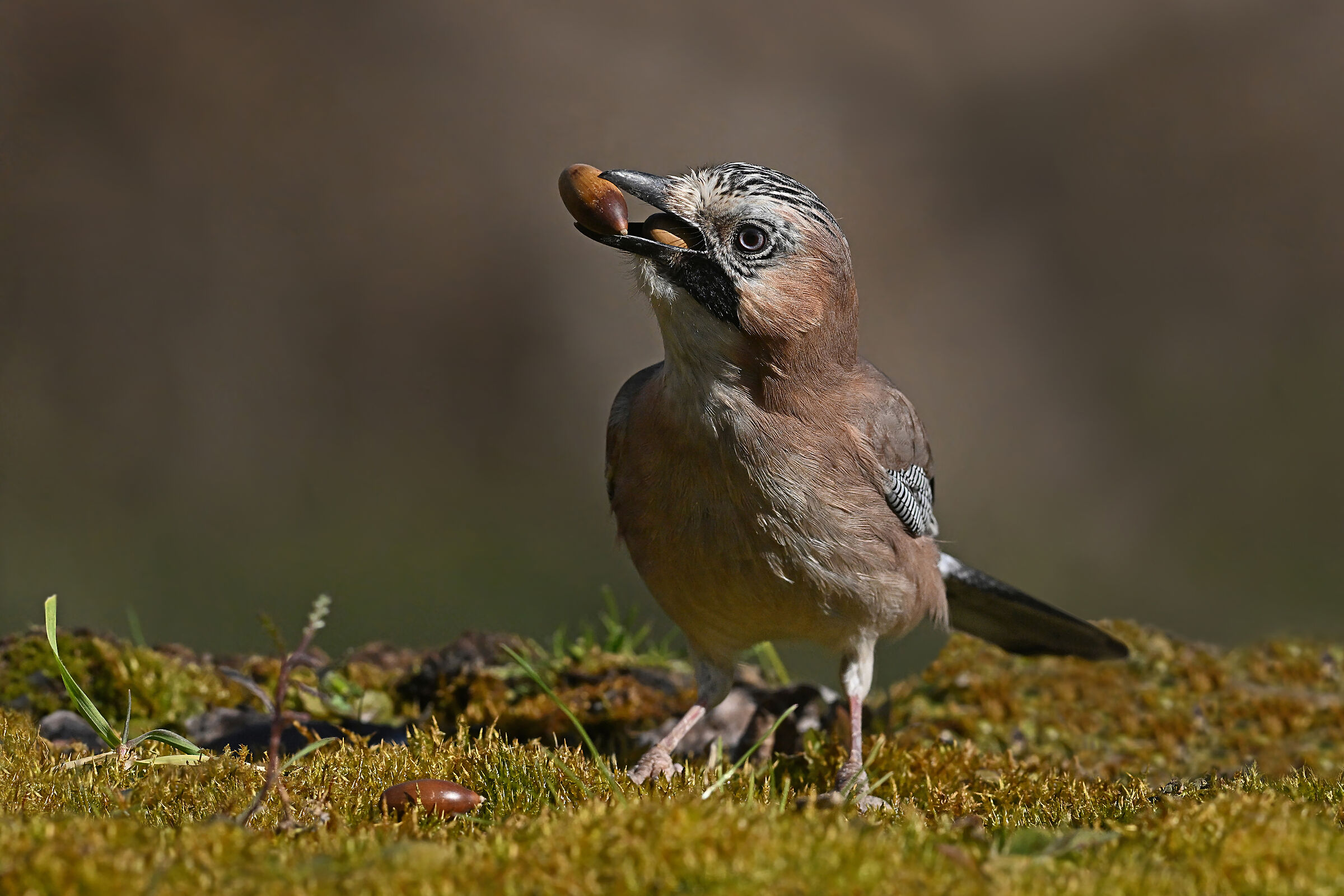 Storie di piume   ( Ghiandaia )