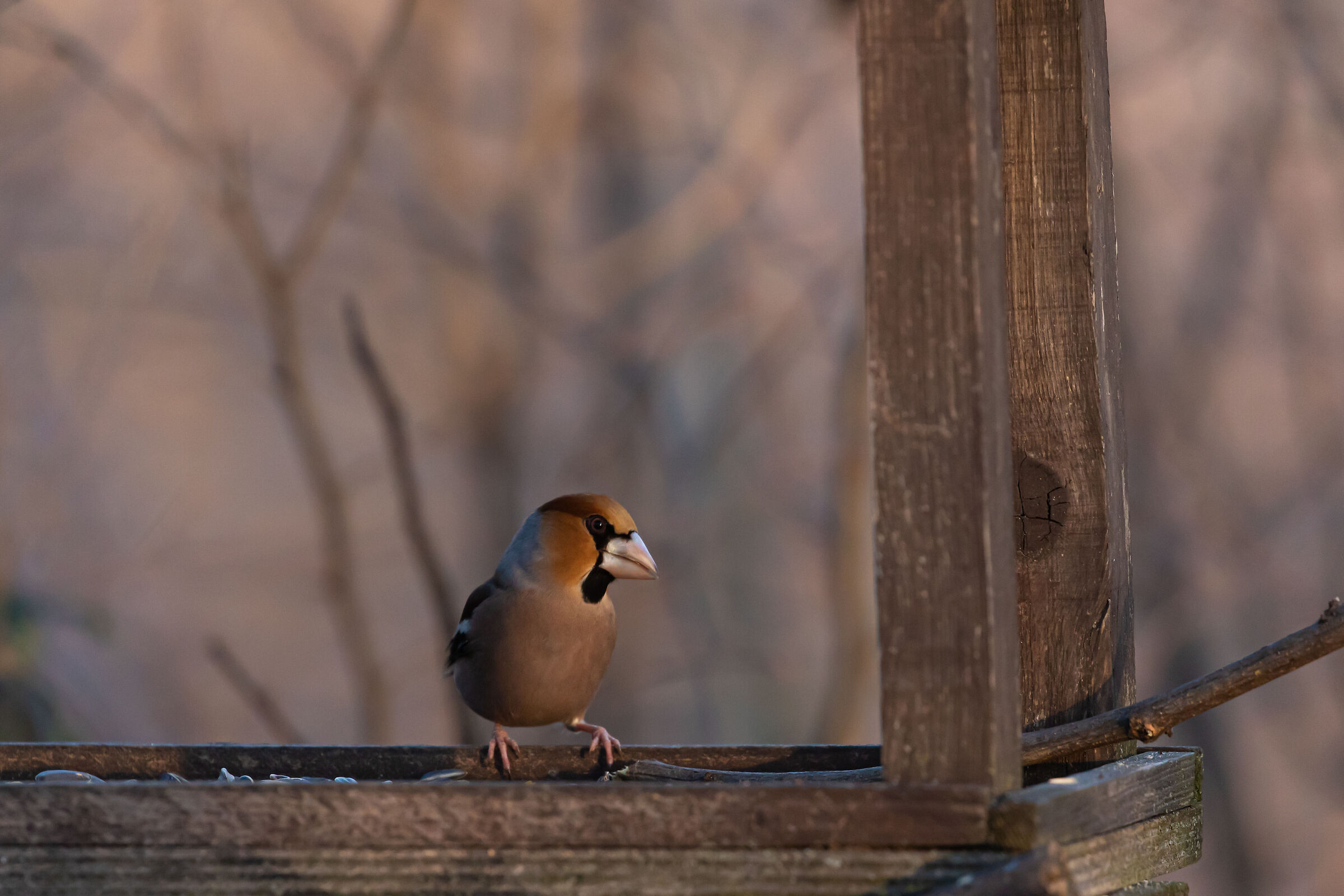 Curone Park - Montevecchia (LC)