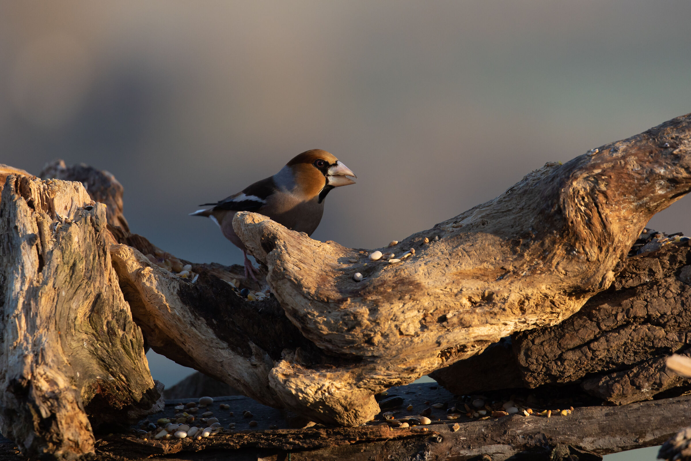 Curone Park - Montevecchia (LC)
