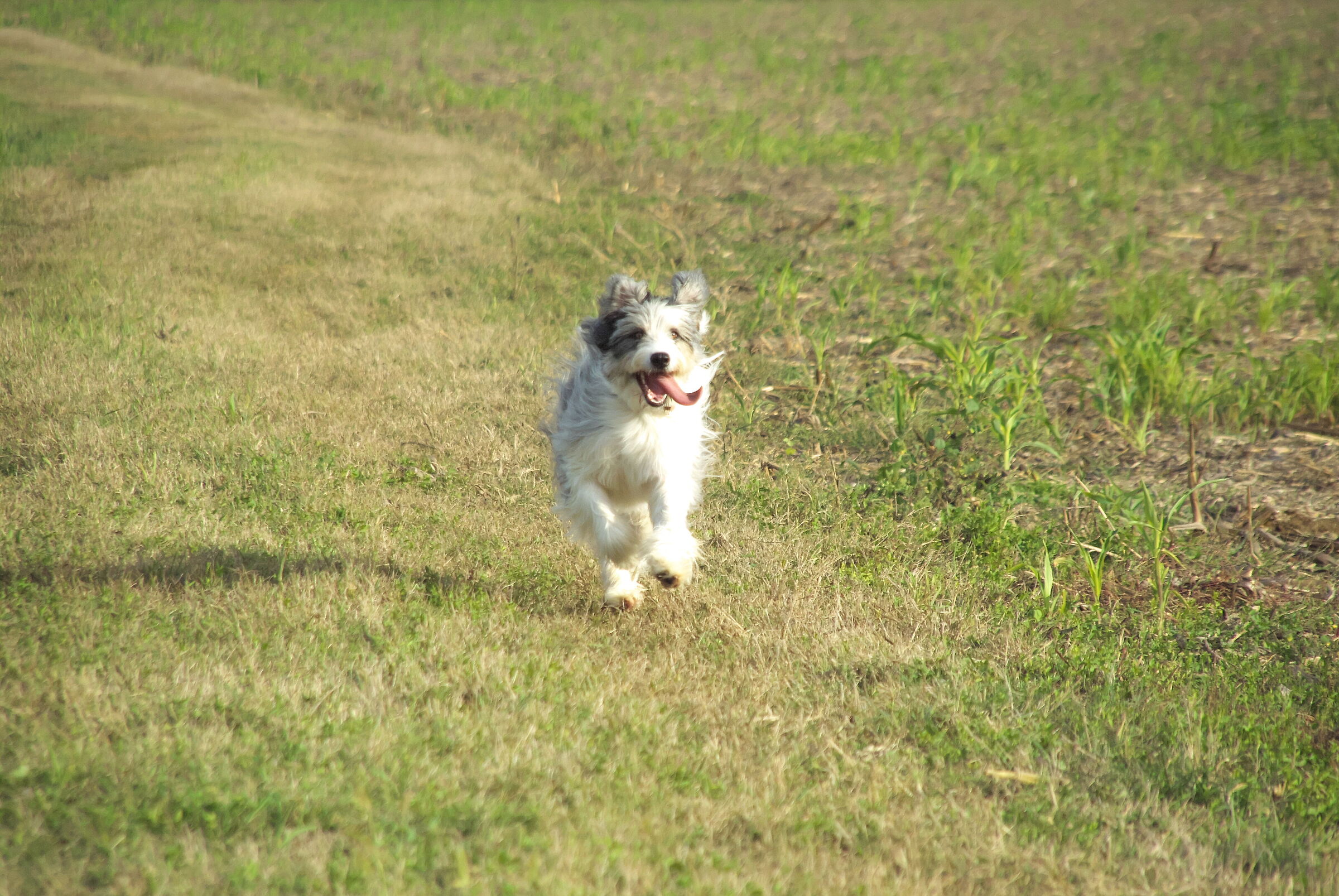 Cane da pastore Masha mentre corre felice