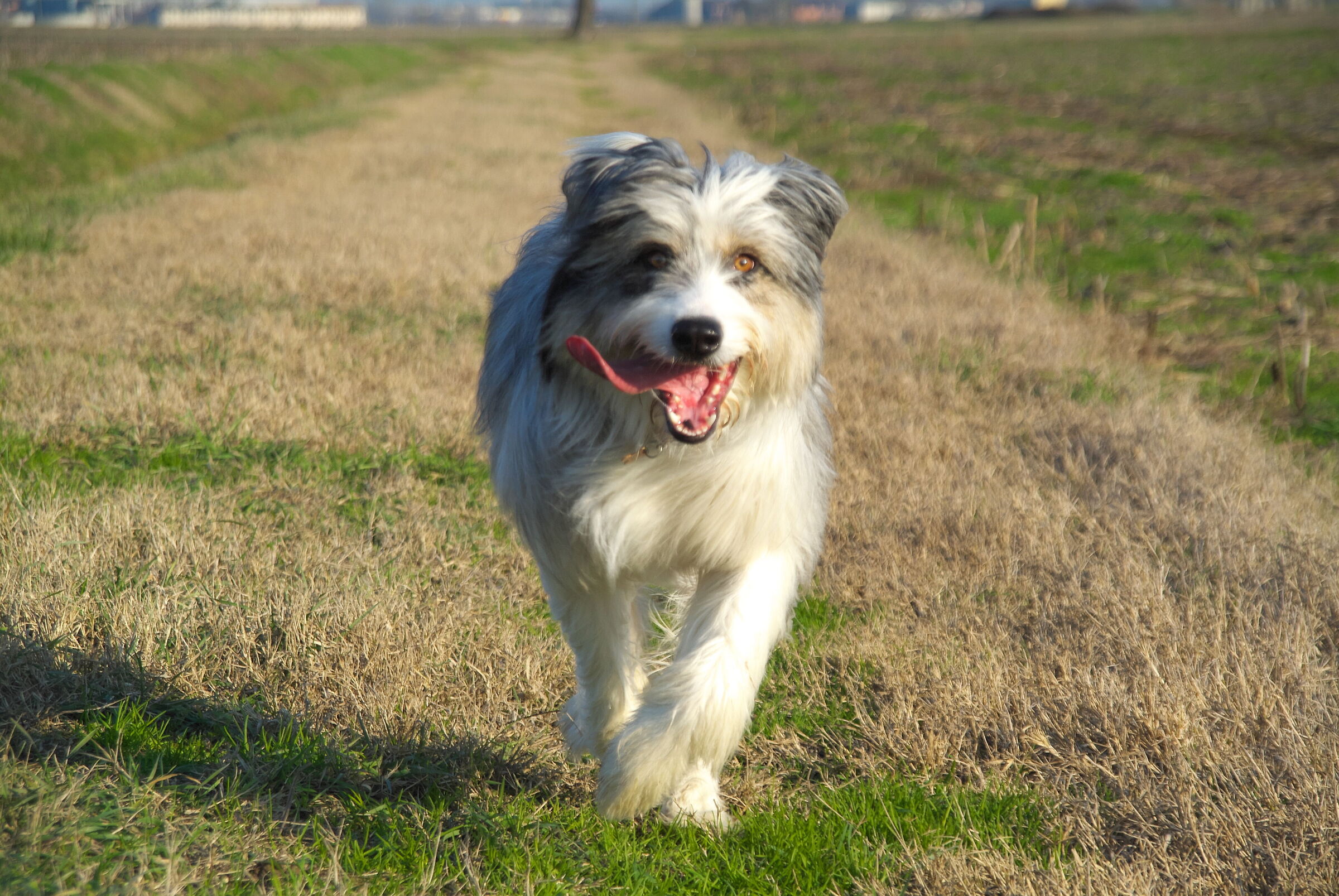 Cane da pastore Masha mentre guarda in camera felice