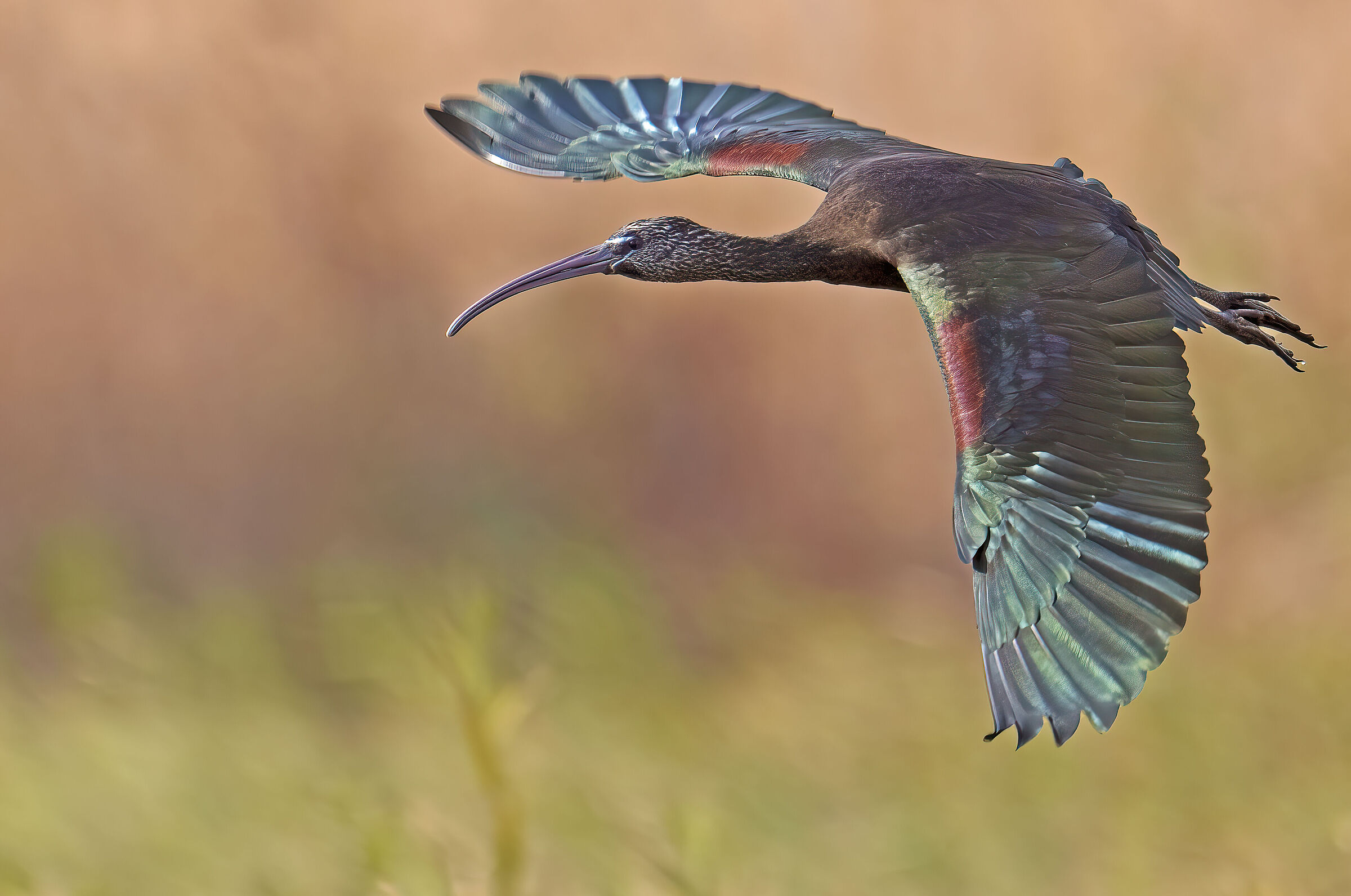 in volo sul prato ...