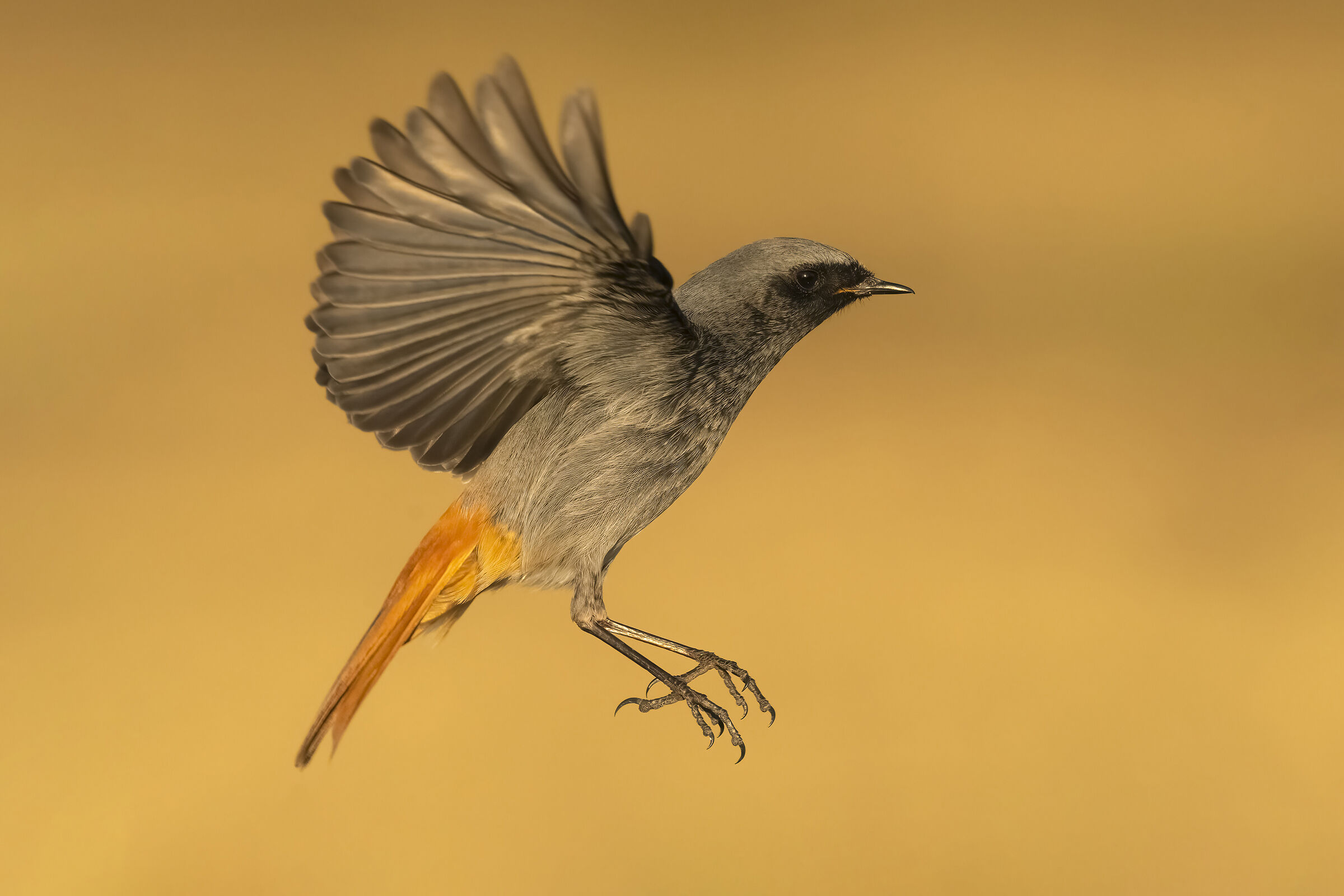 Codirosso spazzacamino